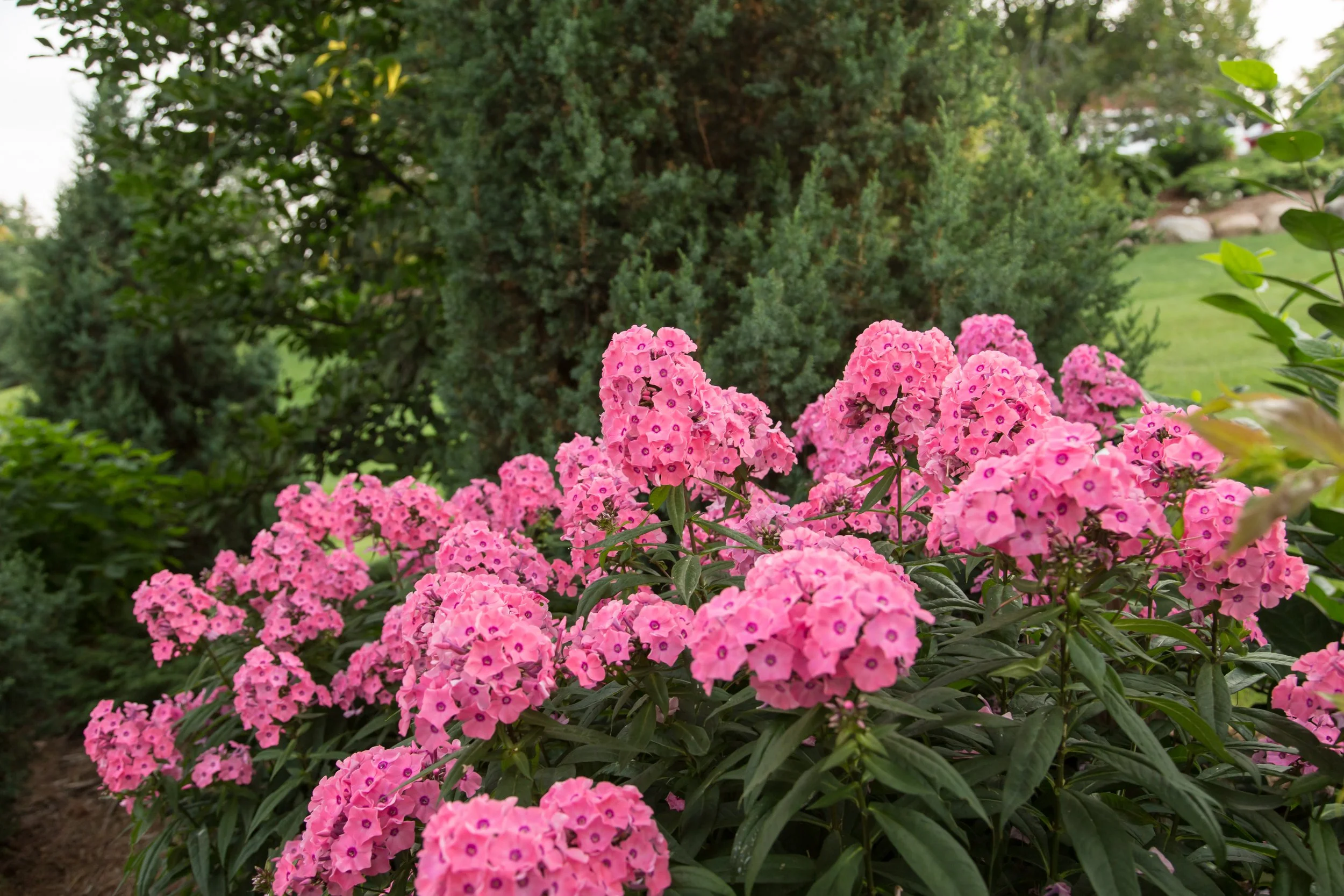 PhloxCoralCremeDrop-029-6357.jpg