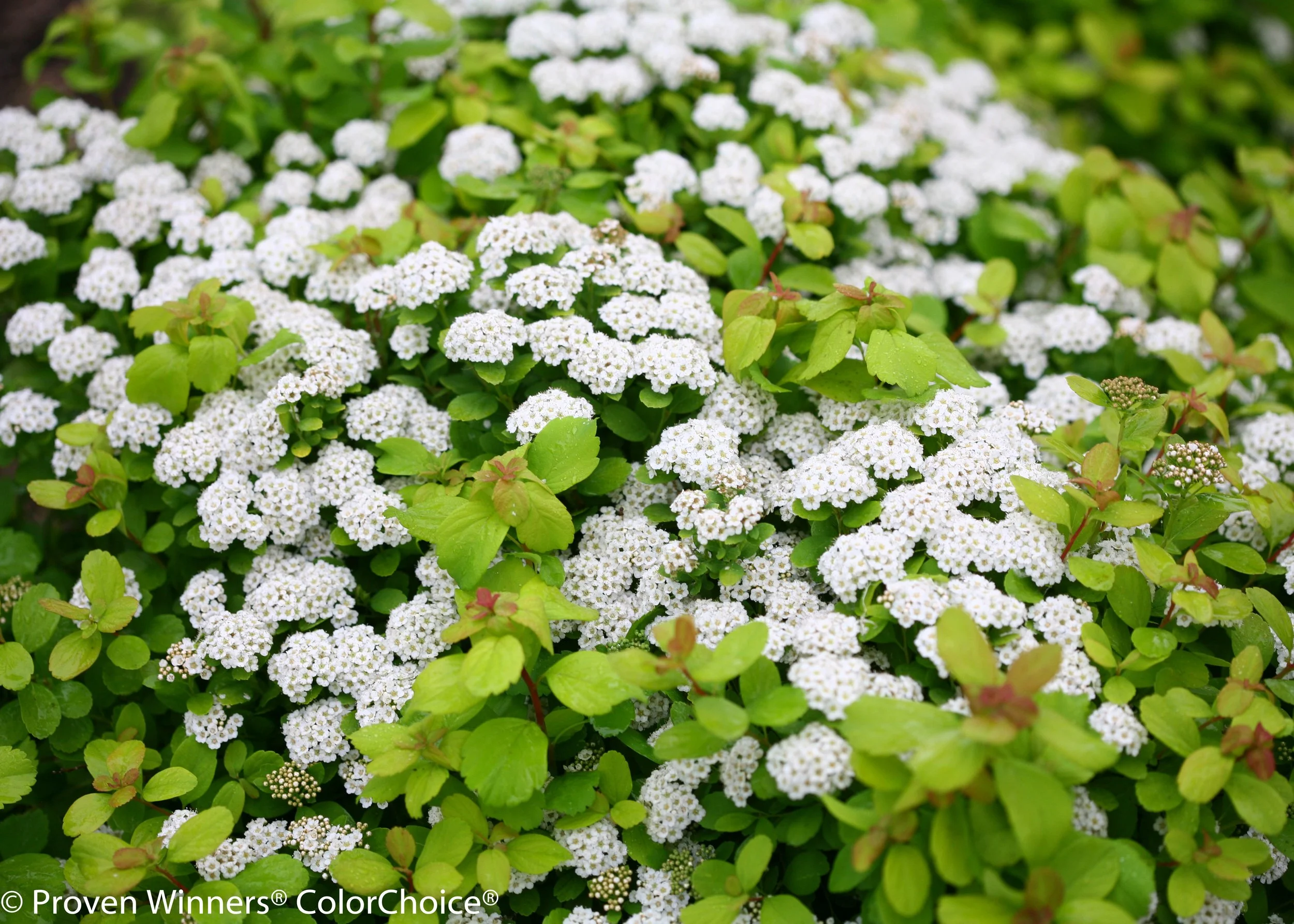 glow_girl_spirea-0697.jpg