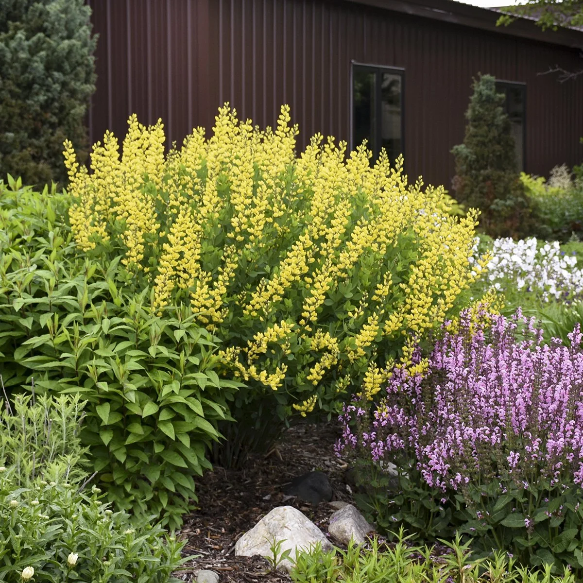 Baptisia 'American Goldfinch' PP30478 0003 high res.jpg