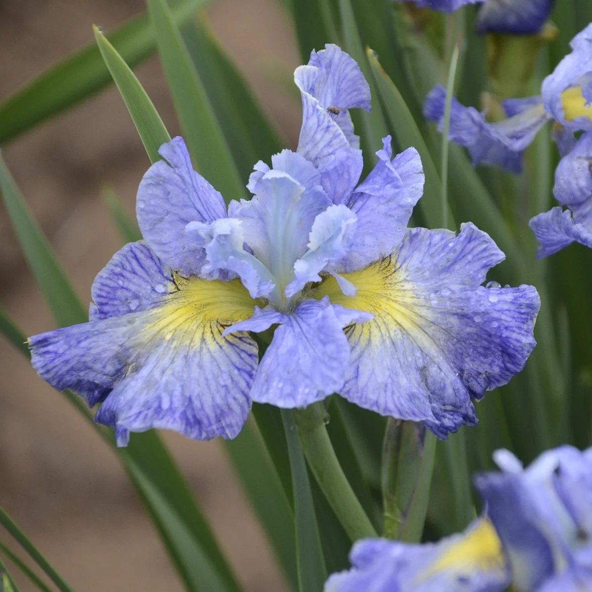 Iris sibirica 'Cape Cod Boys' 0000 high res.jpg
