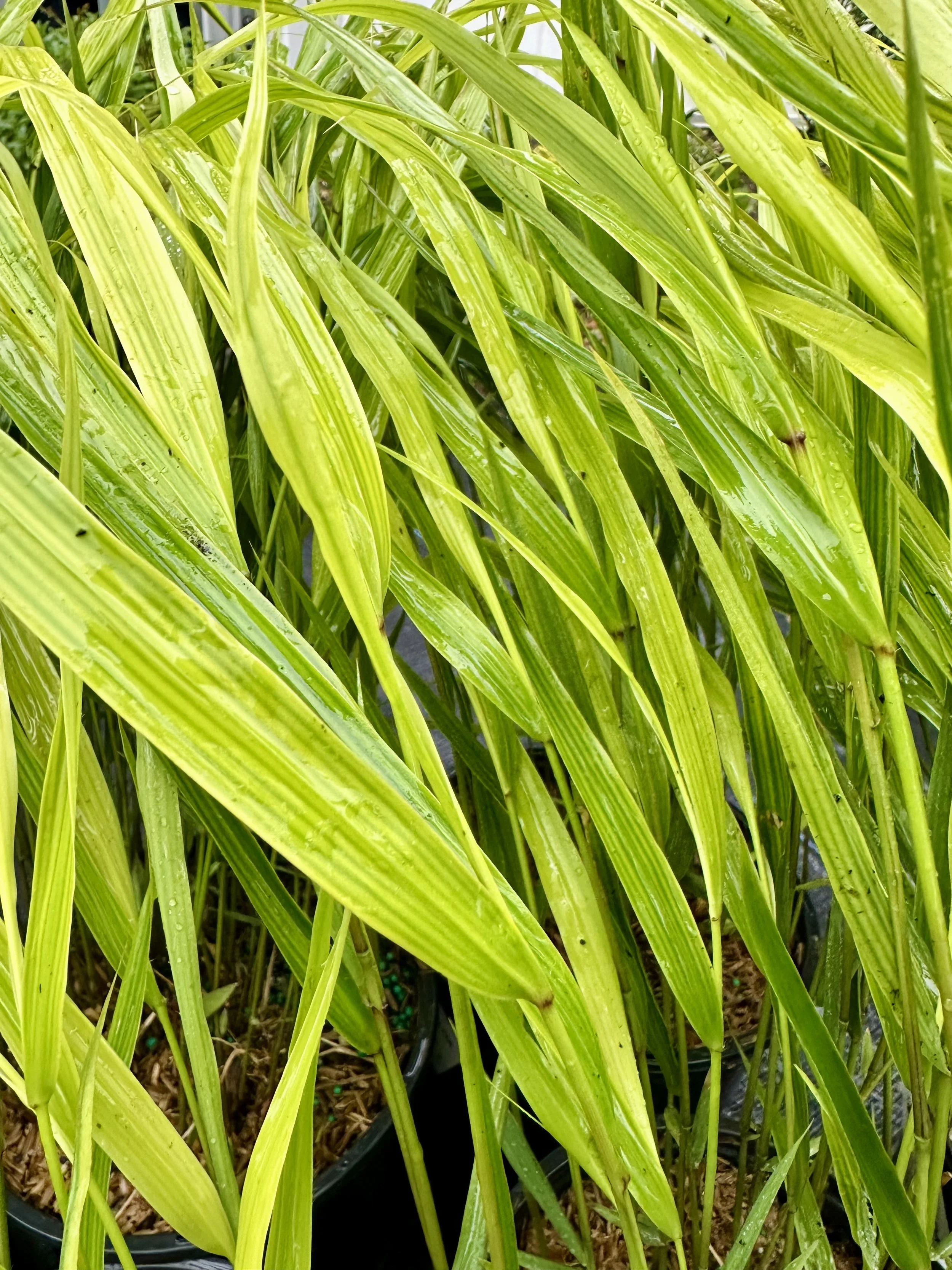 Hakonechloa macra (Hakone Grass)