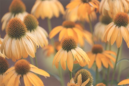My Pollinator Garden Inspiration