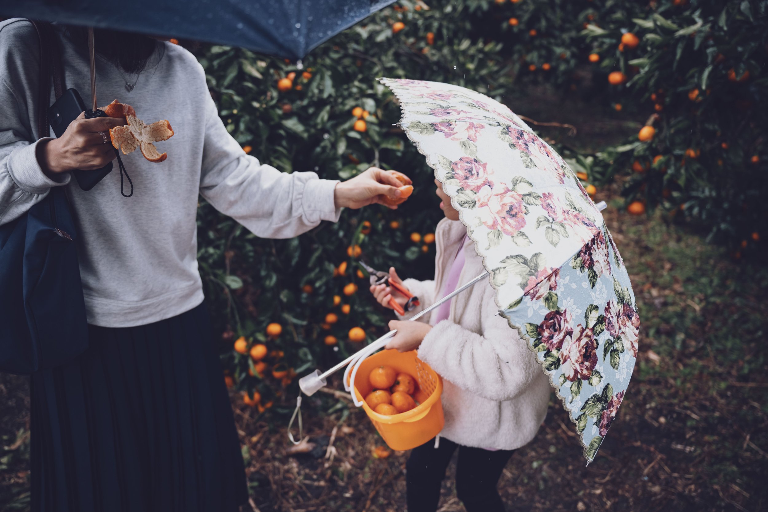 Mandarin picking in Jeju — Reyk Photography