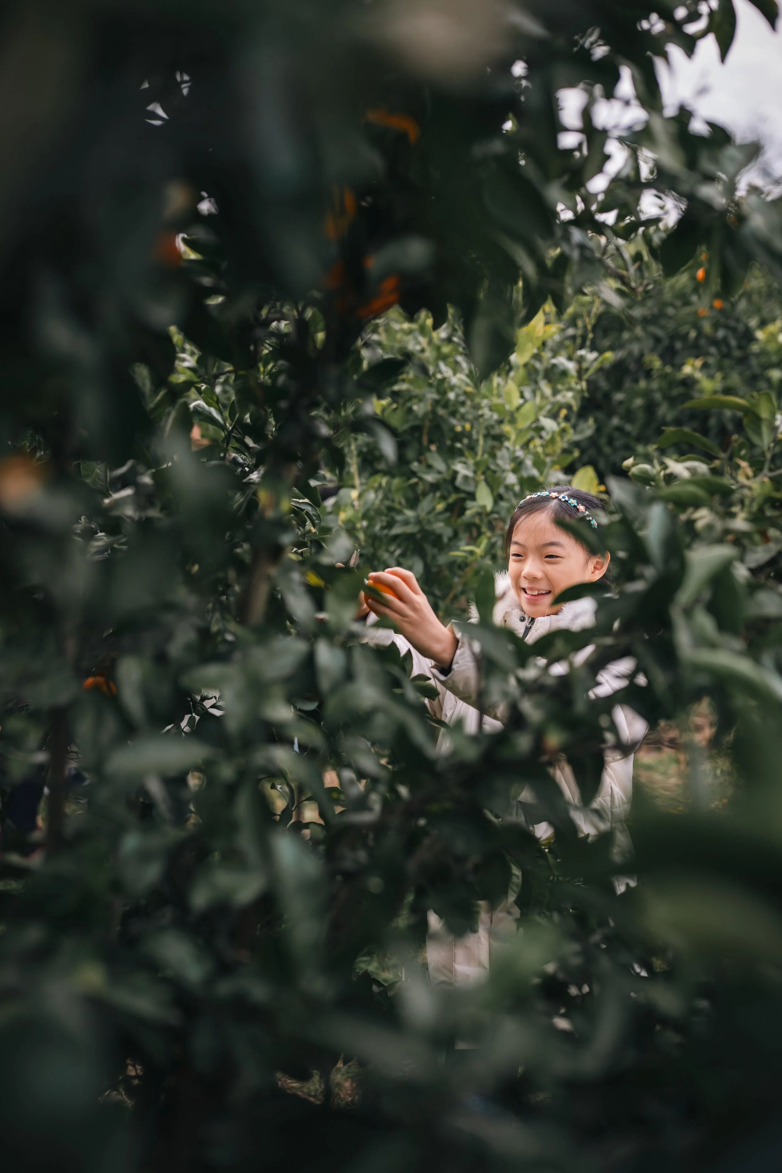 03 Mandarin picking 10.jpg