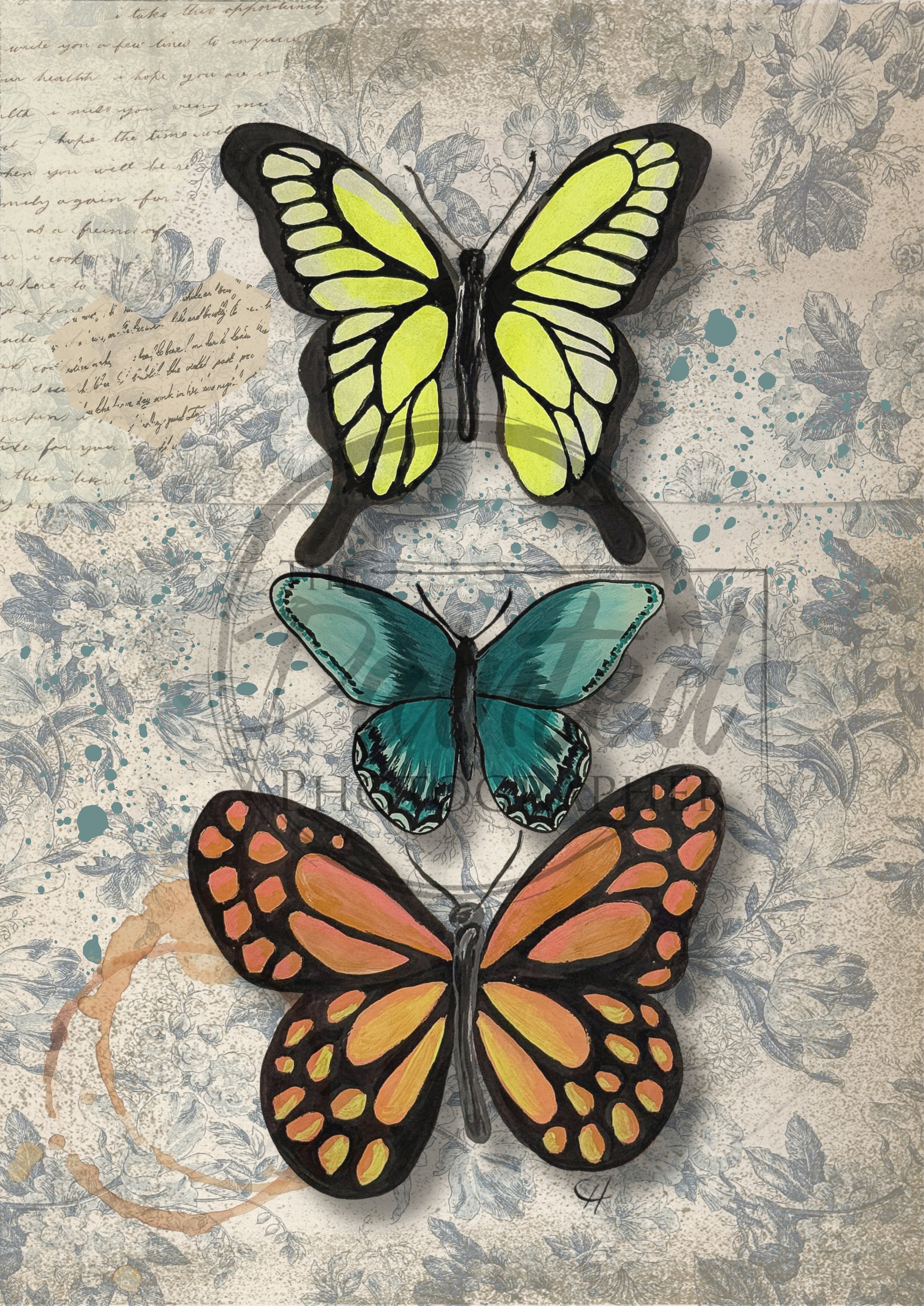 Butterfly Trio (8x10)