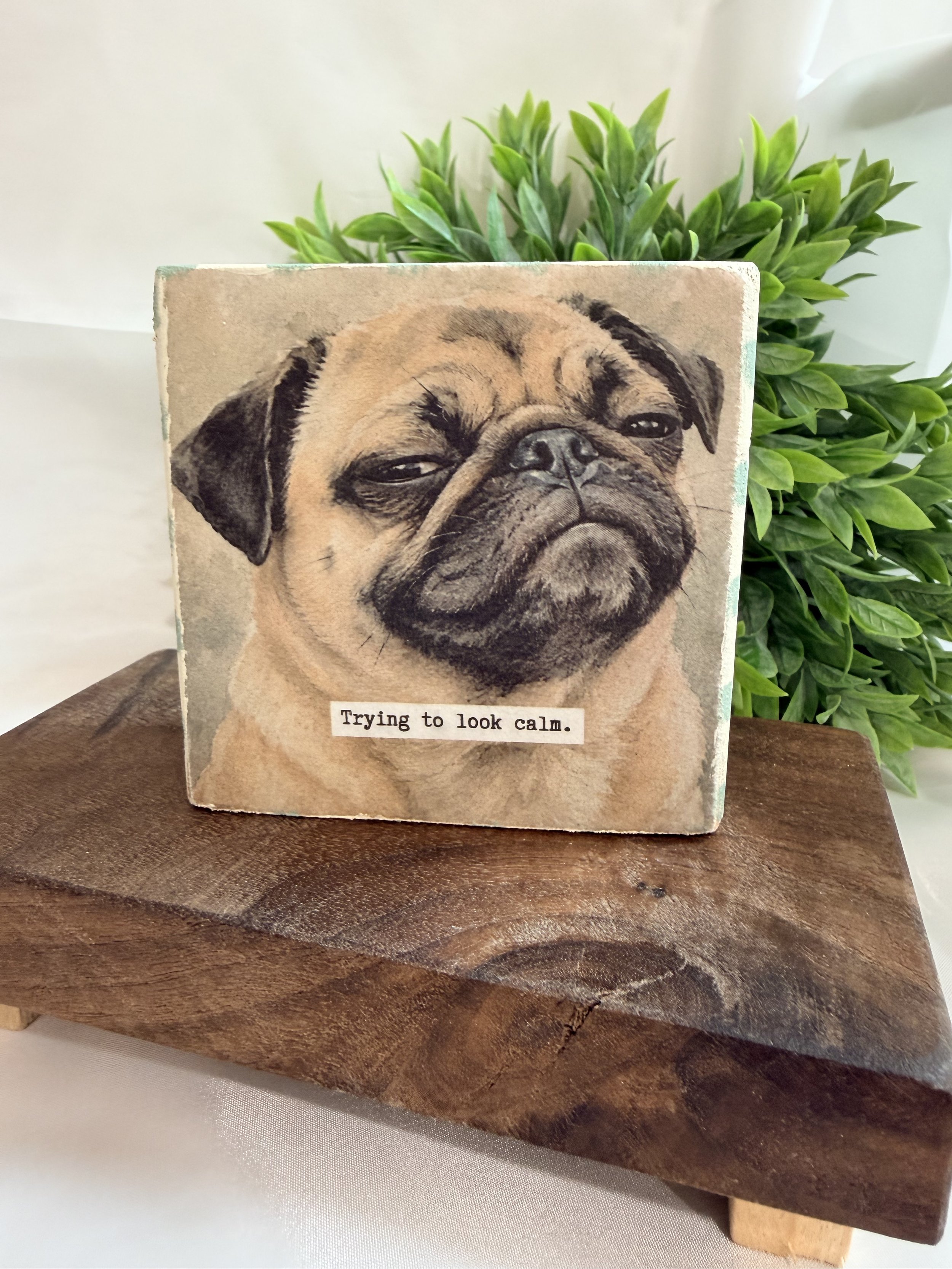 Reversible Pug Desk Sitter: “Trying to Look Calm"