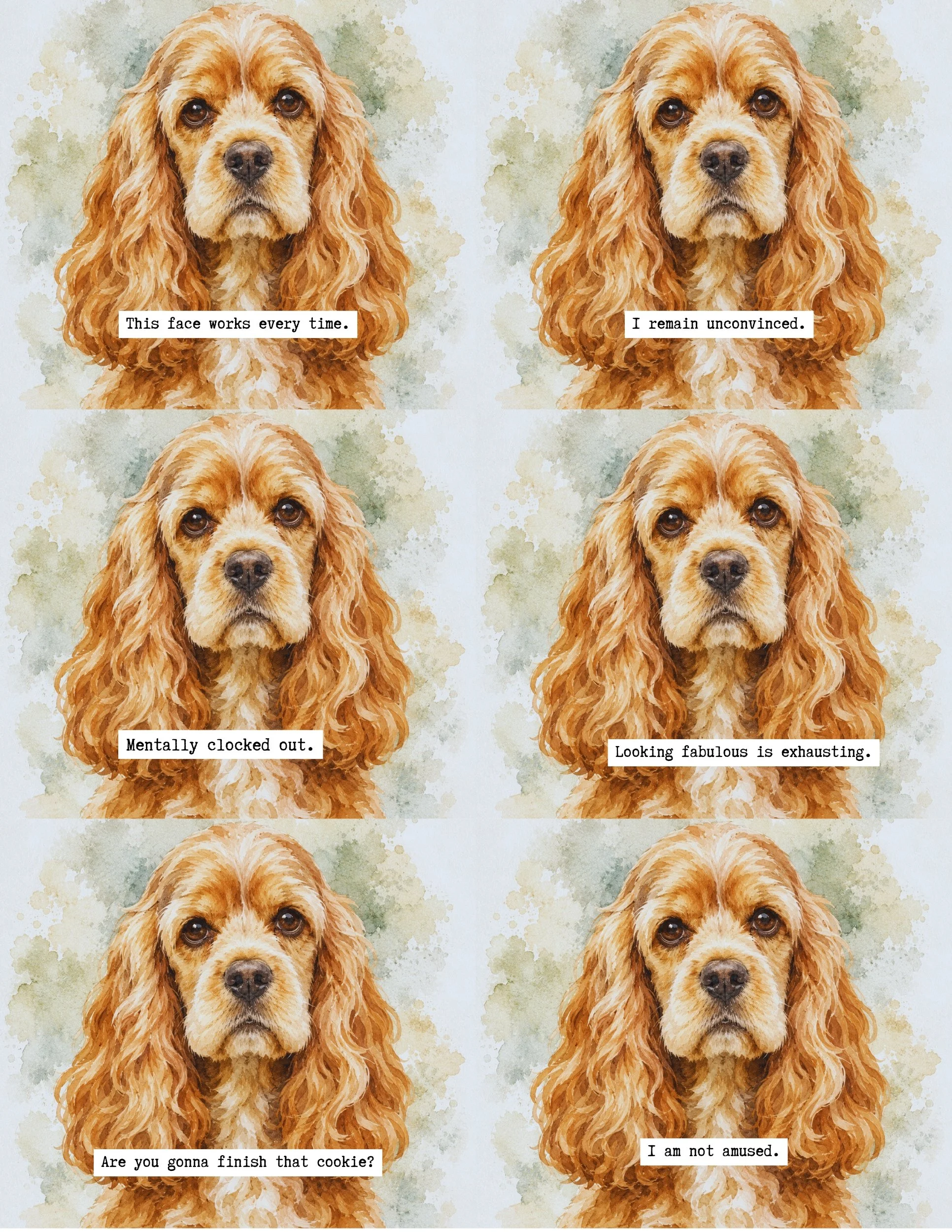 Cocker Spaniel.jpg