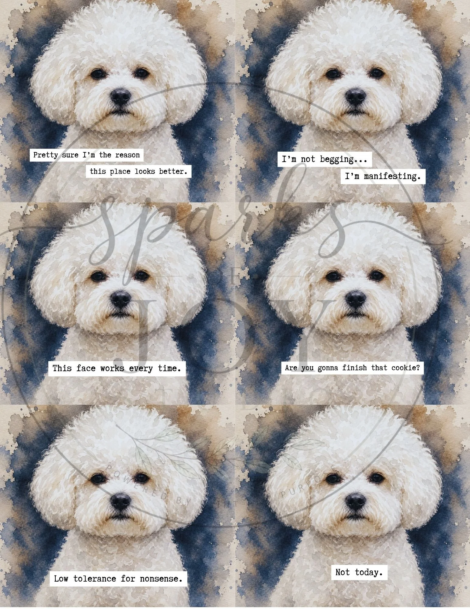 Bichon Frise-6