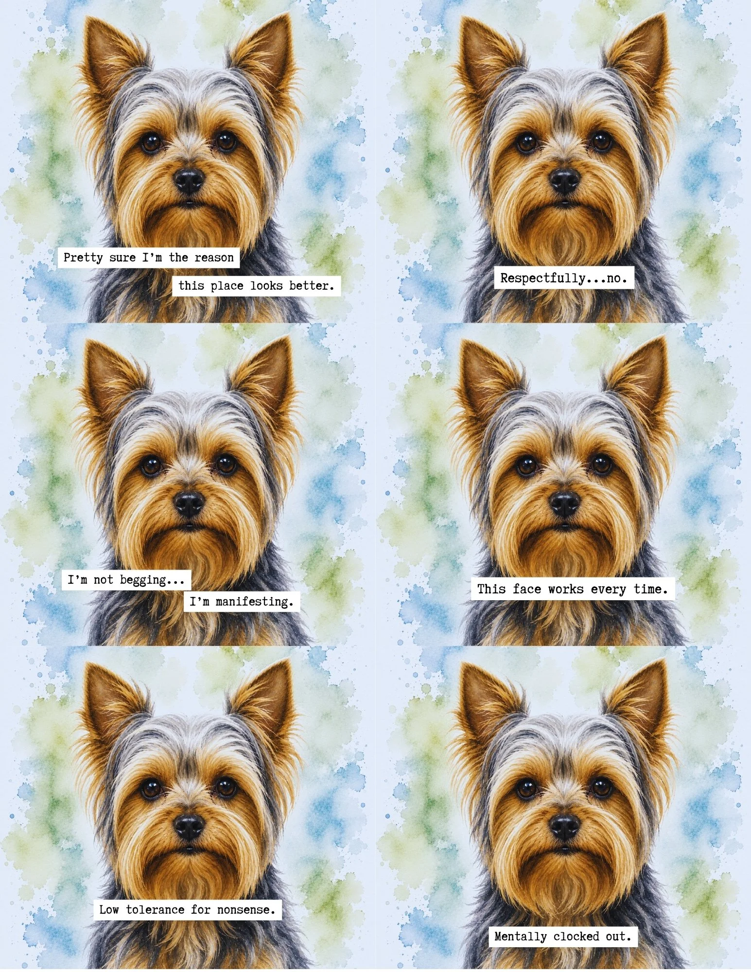 Yorkshire Terrier.jpg