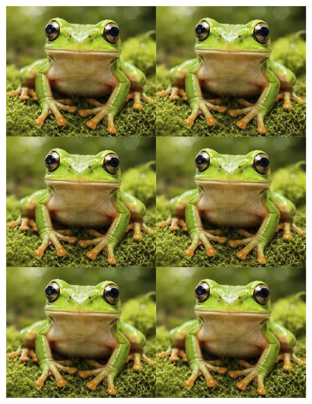*digital download* 6-Frog (no text) {prints 6 to a page}