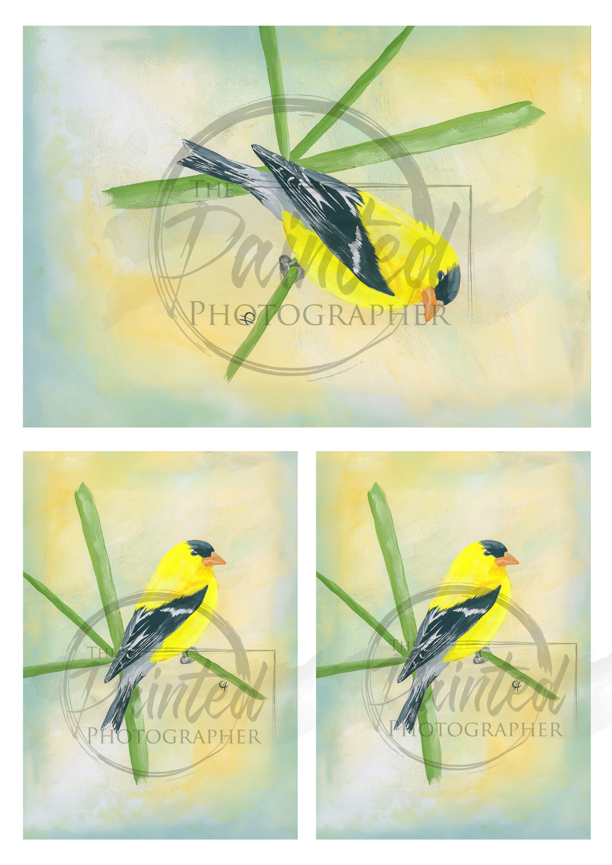 Finch Multiple_Copyright.jpg