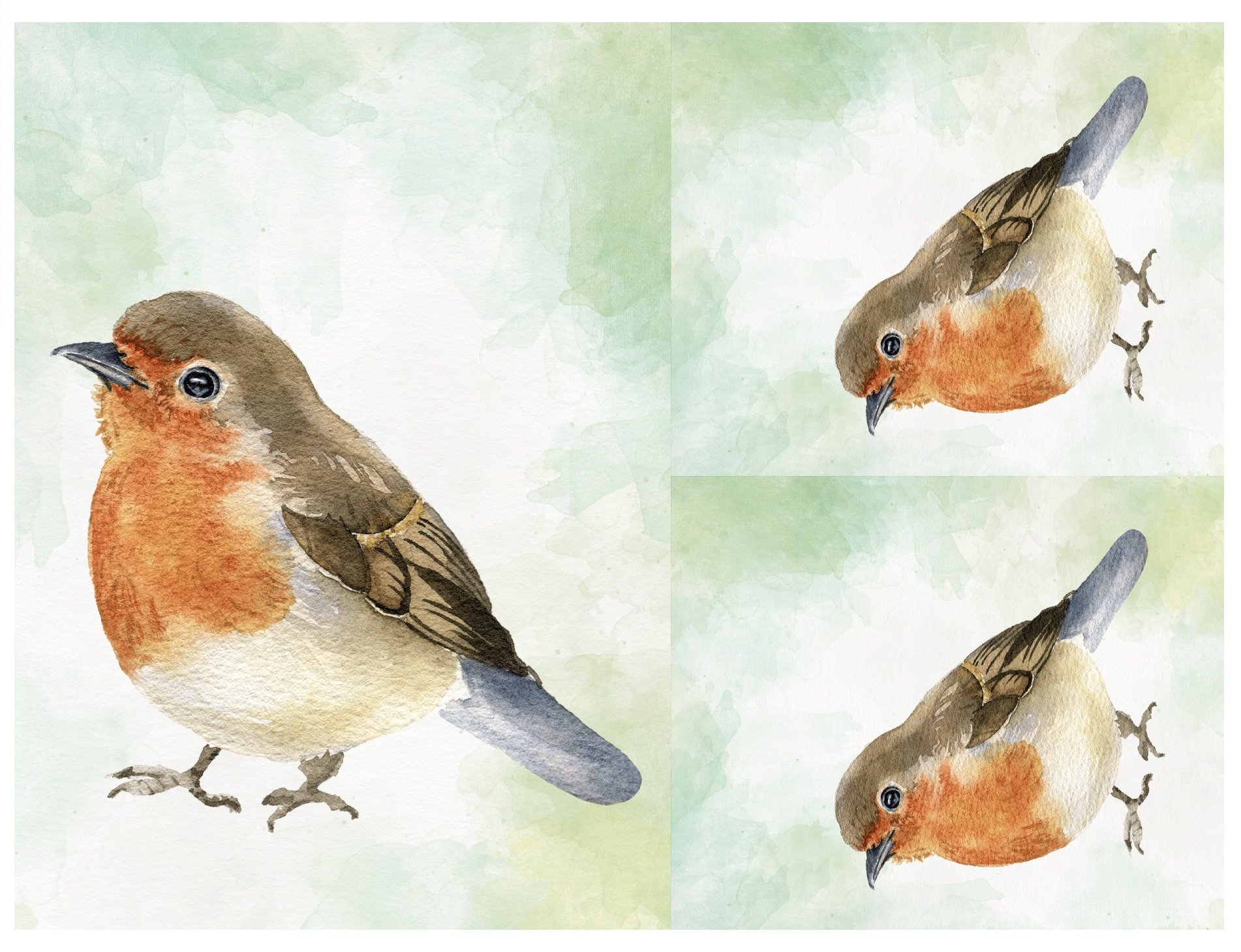 robin.jpeg