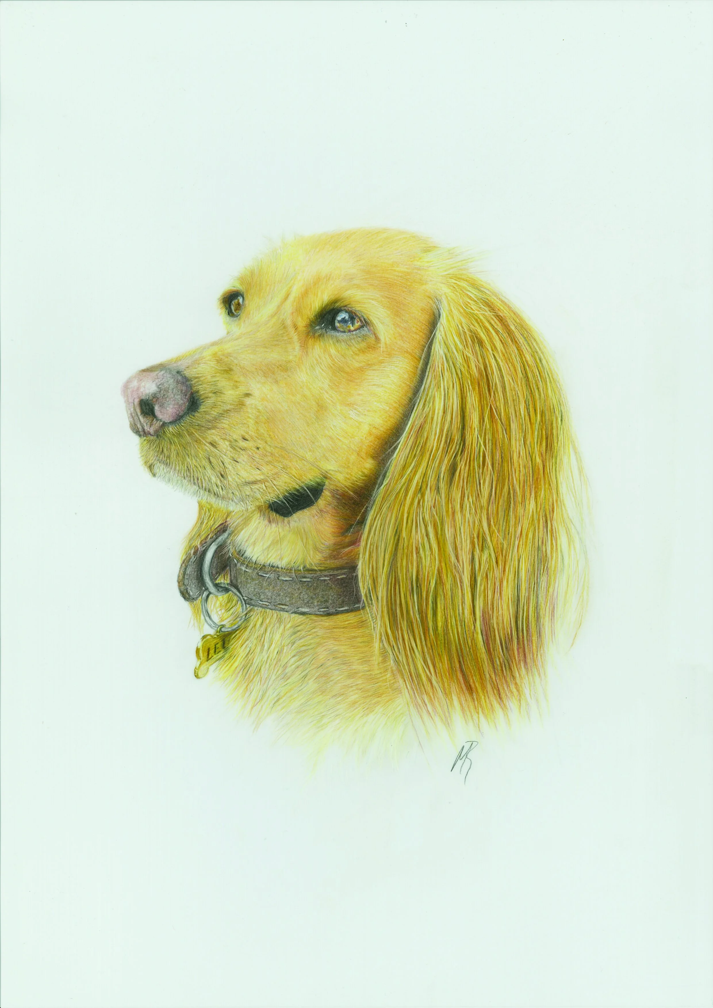 Cocker Spaniel Pet Portrait