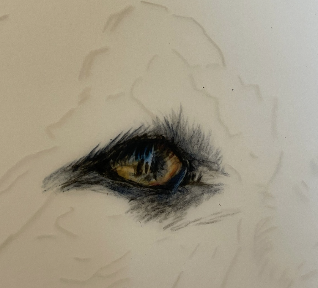 Realistic Eye Drawing Study