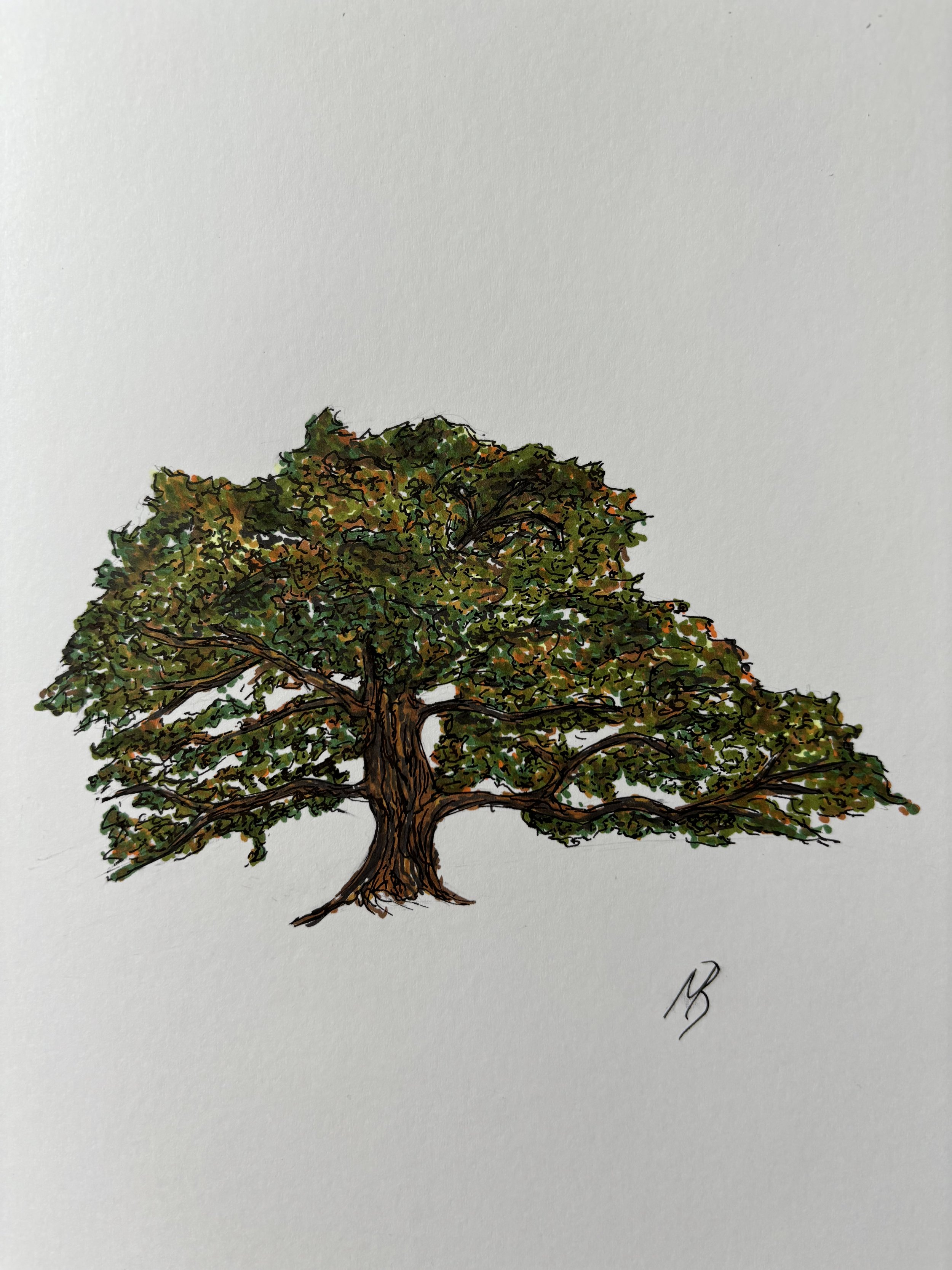Expressive tree drawing created with markers using loose interpretive line work