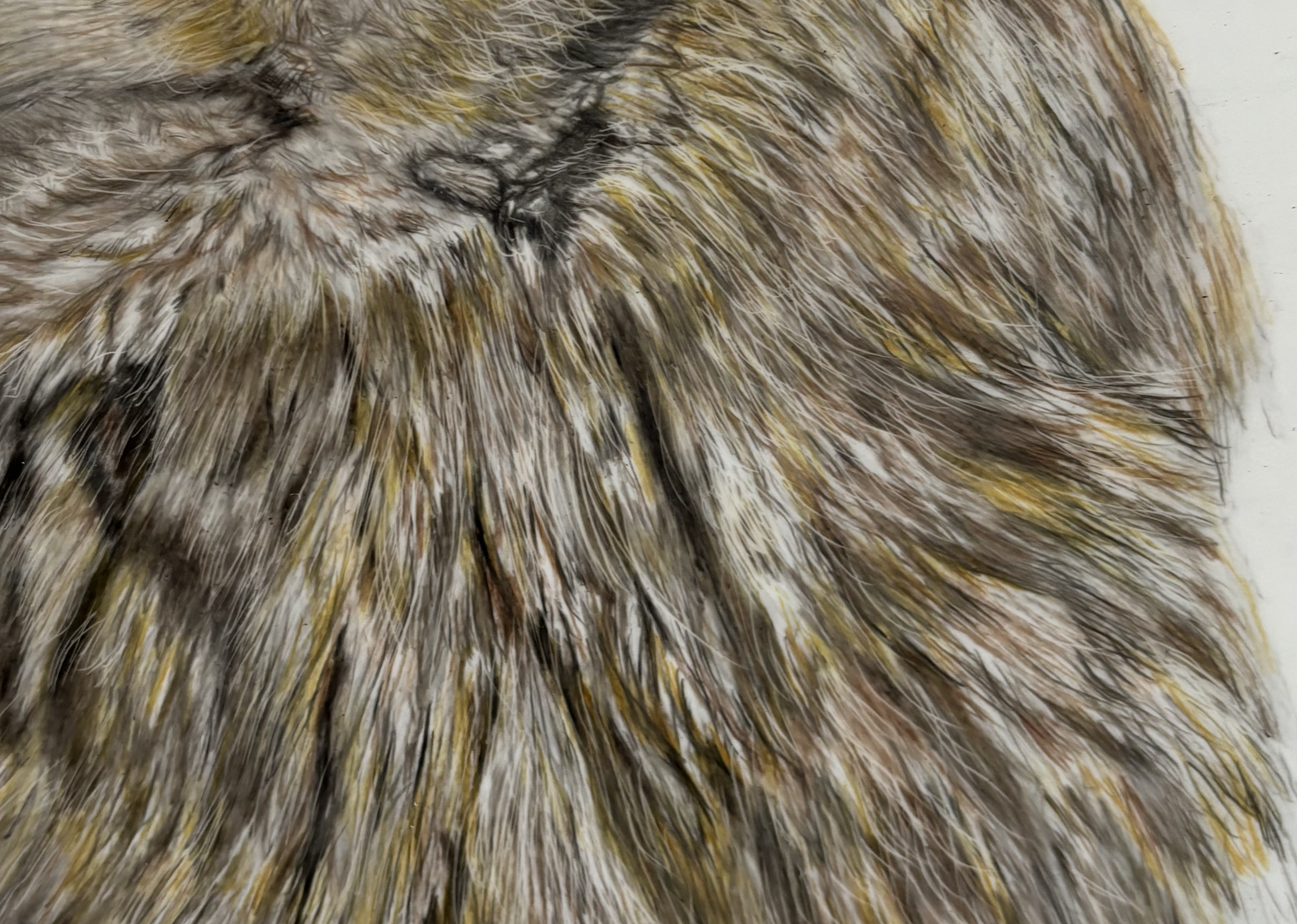 coloured pencil fur drawing study