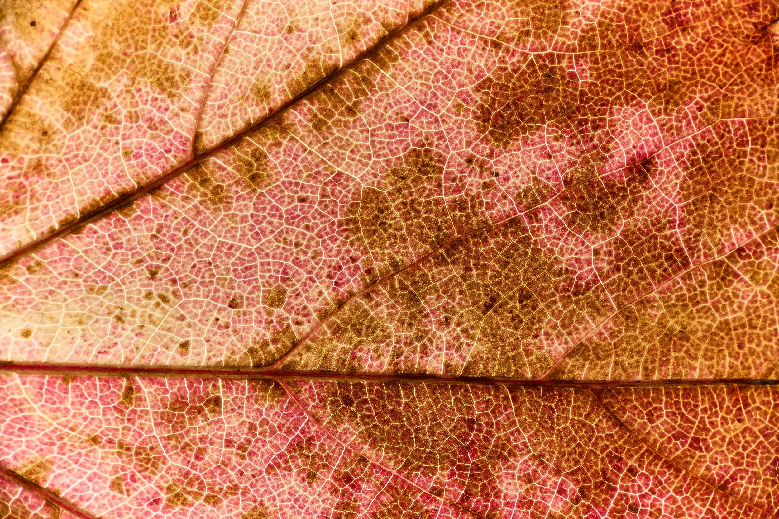 Close-up reference photograph of a colourful autumn leaf with visible veins