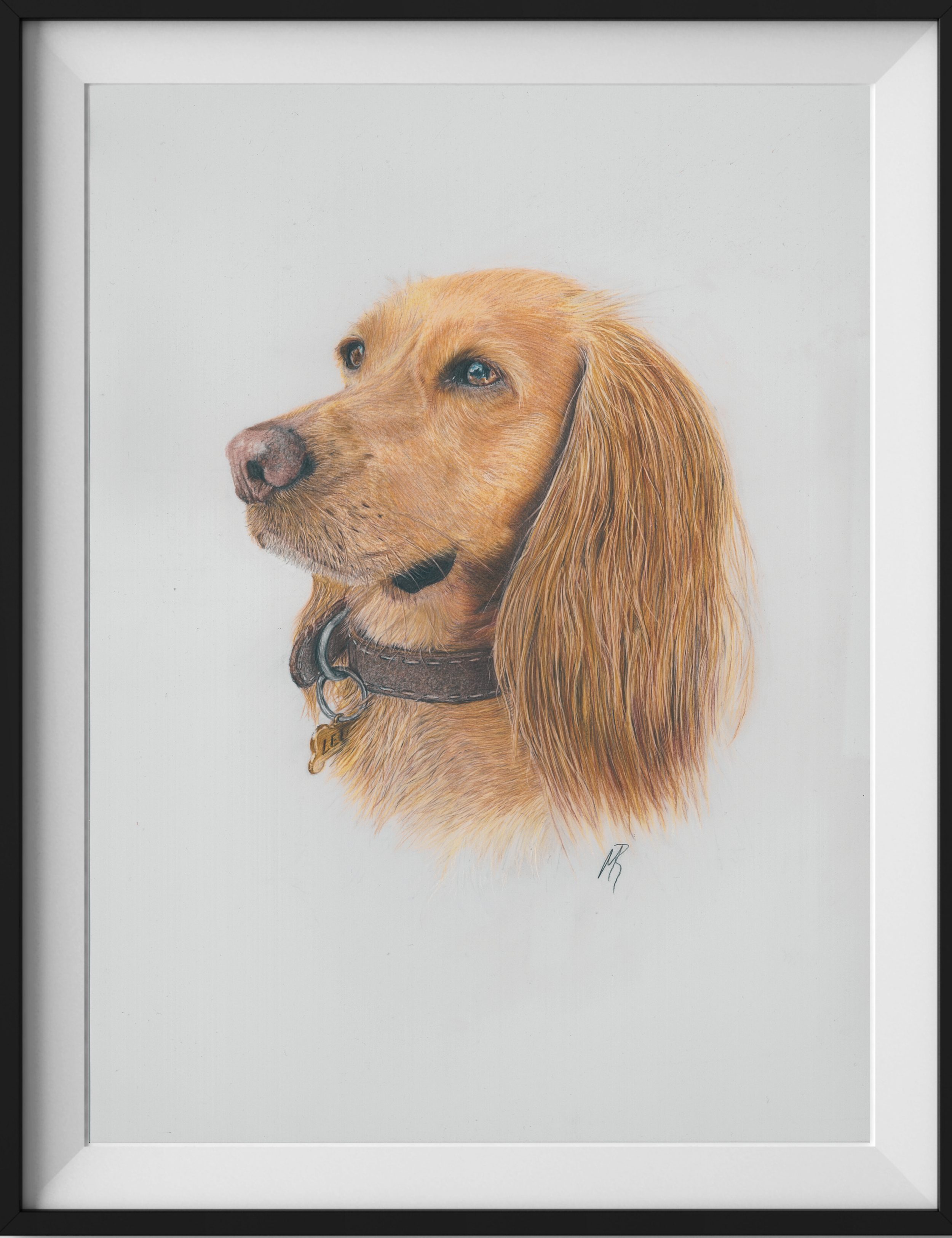Highly detailed coloured pencil pet portrait by UK artist