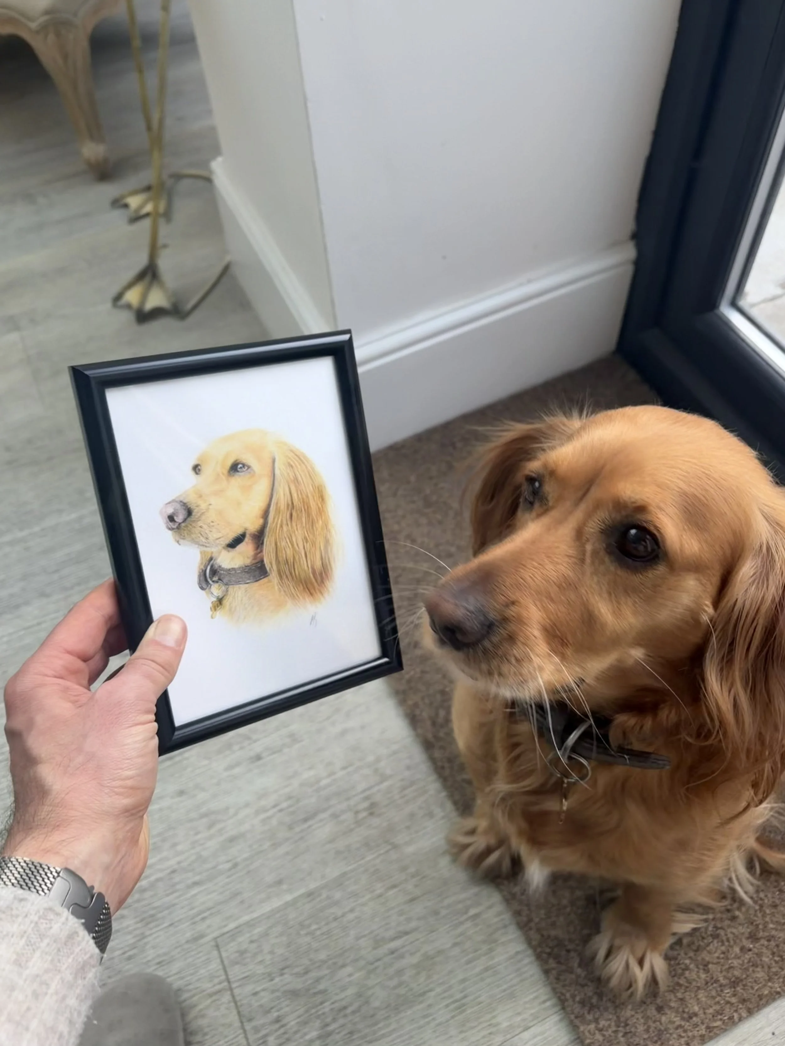 Working Cocker Spaniel Pet Portrait