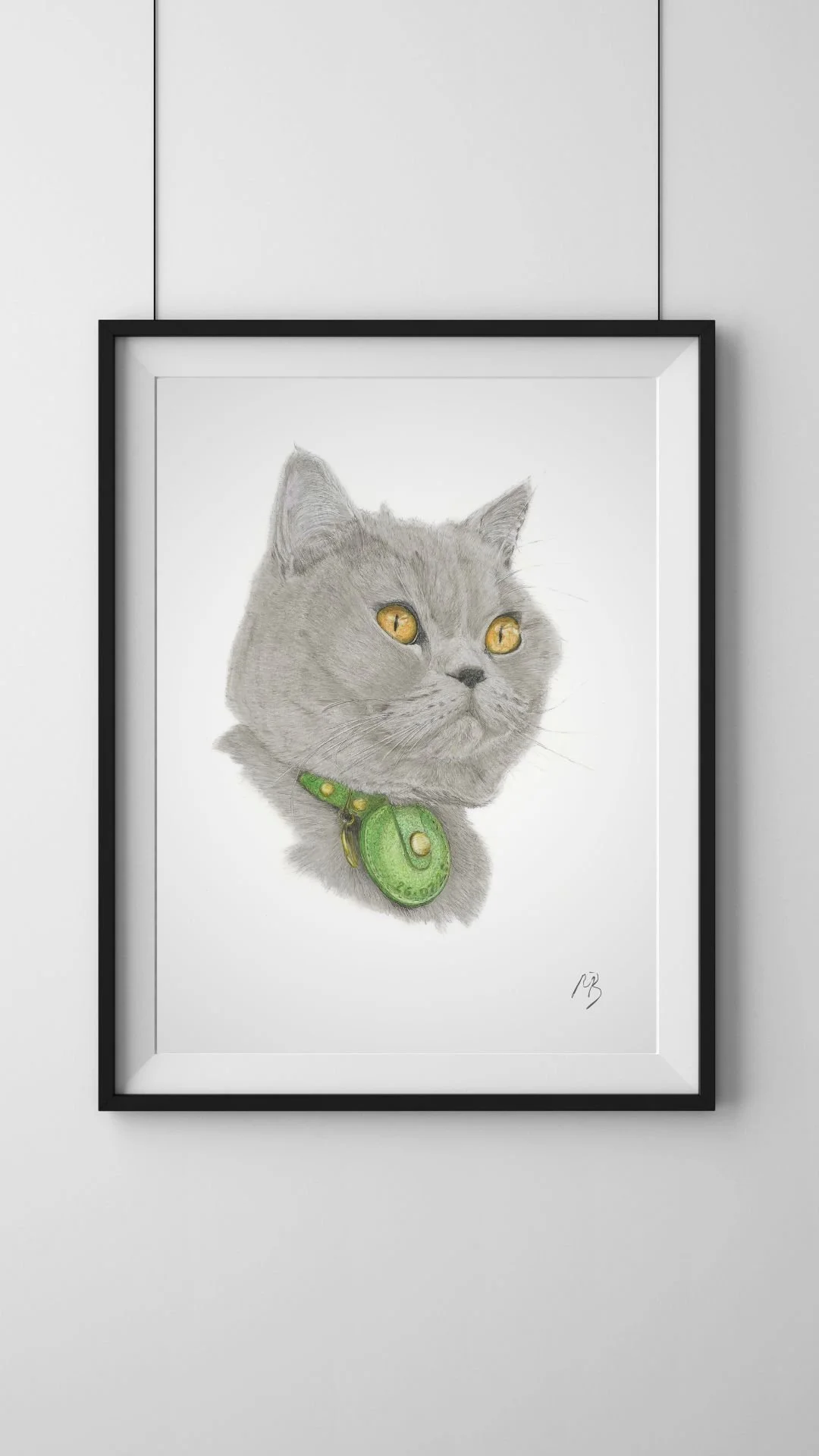 British short hair pet portrait
