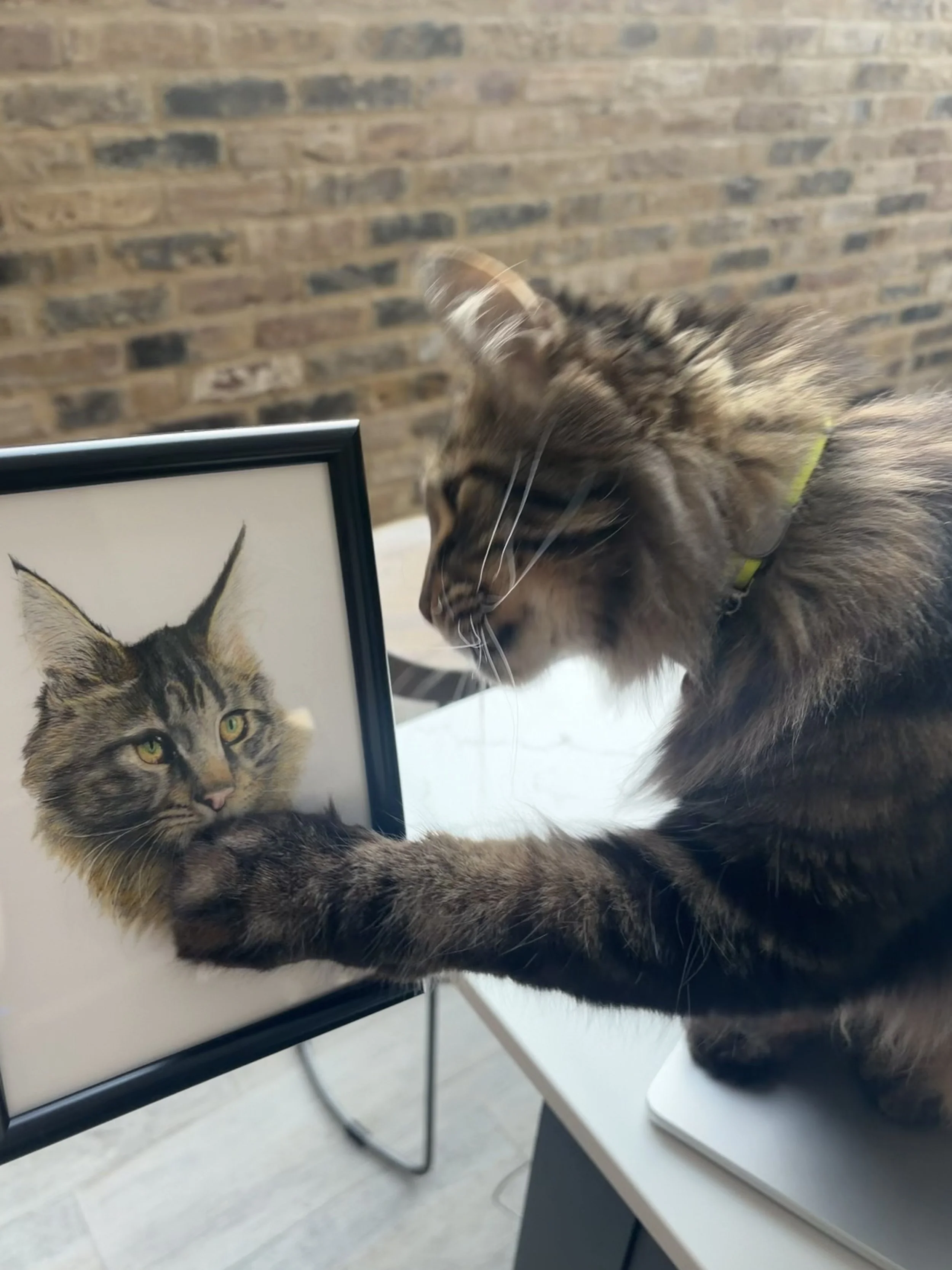 MAINCOONE PET PORTRAIT