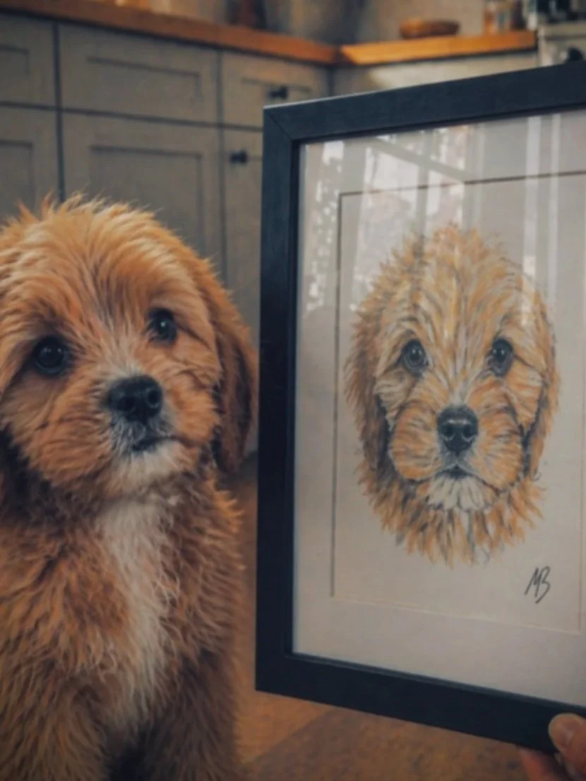 Cavapoo pet portrait