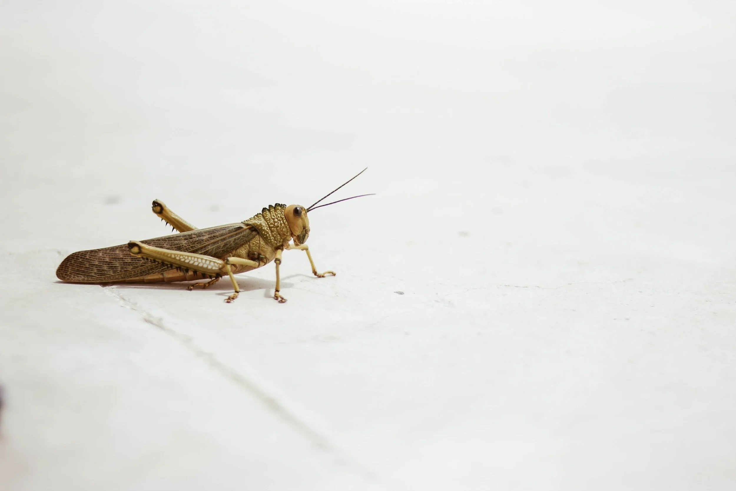 Superb Maids Houston: Keeping Your Home Cricket-Free