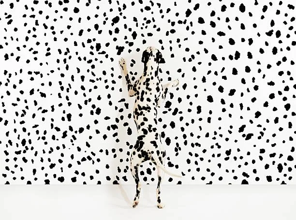 Camouflage and Color