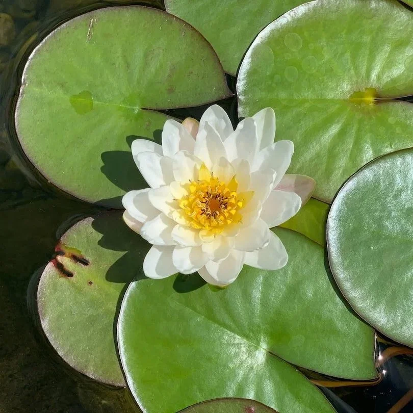 Sattva Masterclass:         The Medicine of Clarity