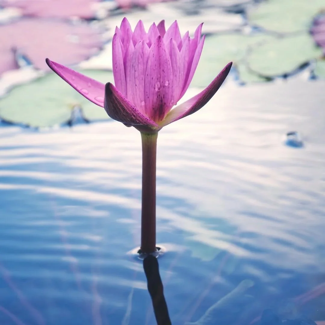Sattva 4-Week Series:    The Medicine of Clarity