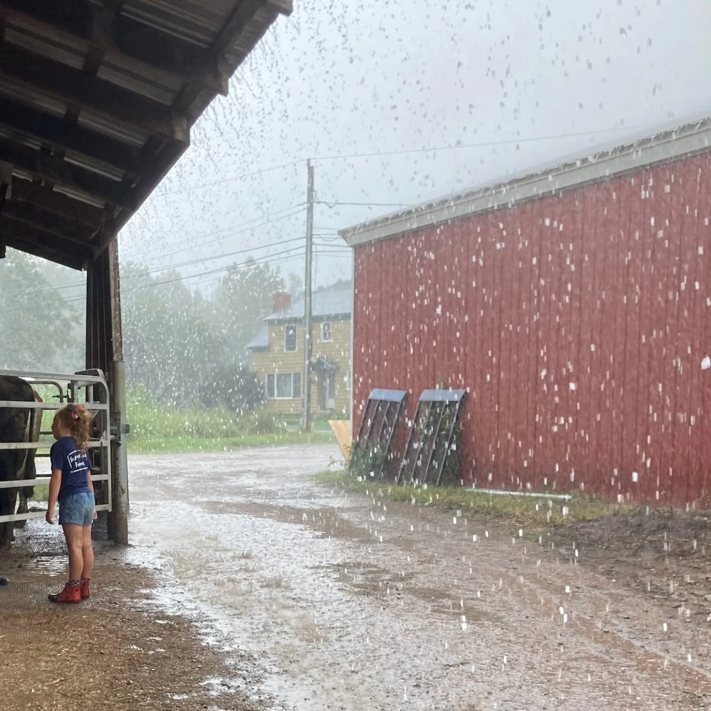 Hey, Granby! Open Farm Day is almost here, and we are so excited! We're a little less excited about the forecast, but since the morning looks to be decent until early afternoon, we are going ahead as scheduled. We will update everyone on this page if