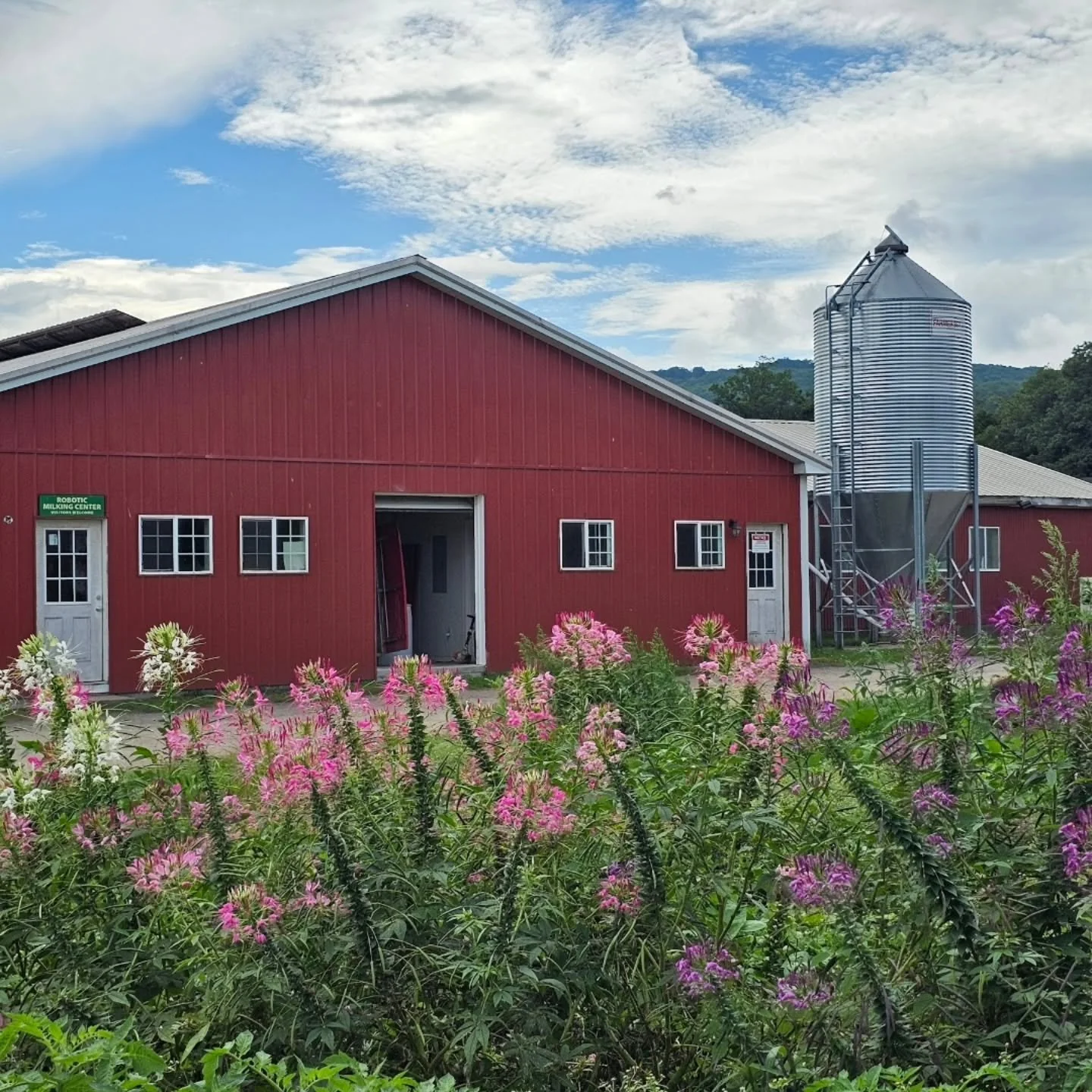 On the last day before Open Farm Day, we would like to introduce you to Sweet Pea Cheese at 151 East Street; Sweet Pea is a seventh-generation dairy farm run by the Hayes family. Both dairy cow and goats are milked on the farm. The milk is used to bo