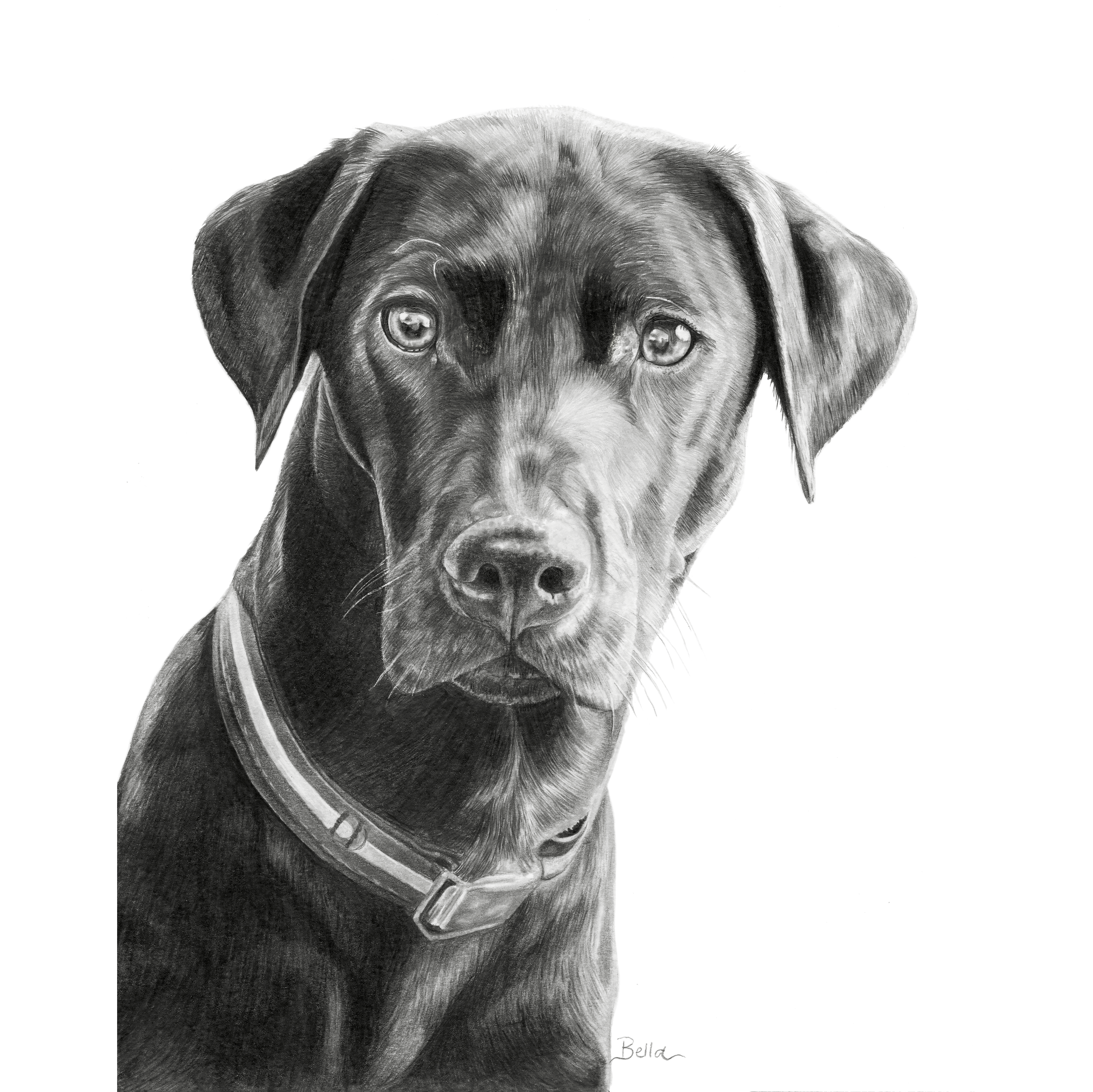 A realistic black and white pencil drawing of a dog’s face focusing on the eyes, nose, and ears, with the name 'Bella' inscribed at the bottom right.