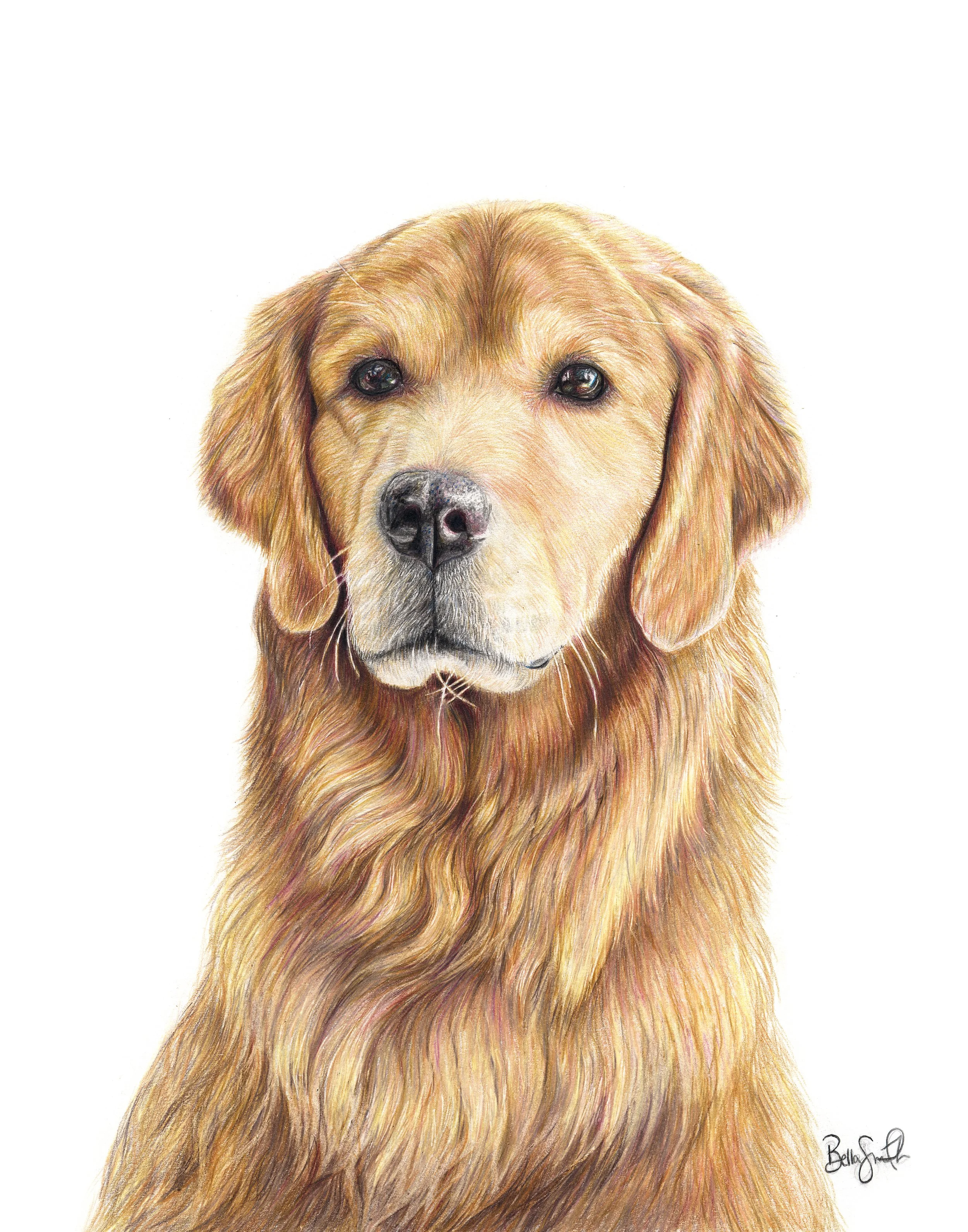 A detailed colored pencil drawing of a golden retriever dog with expressive eyes and a shiny black nose, facing forward.