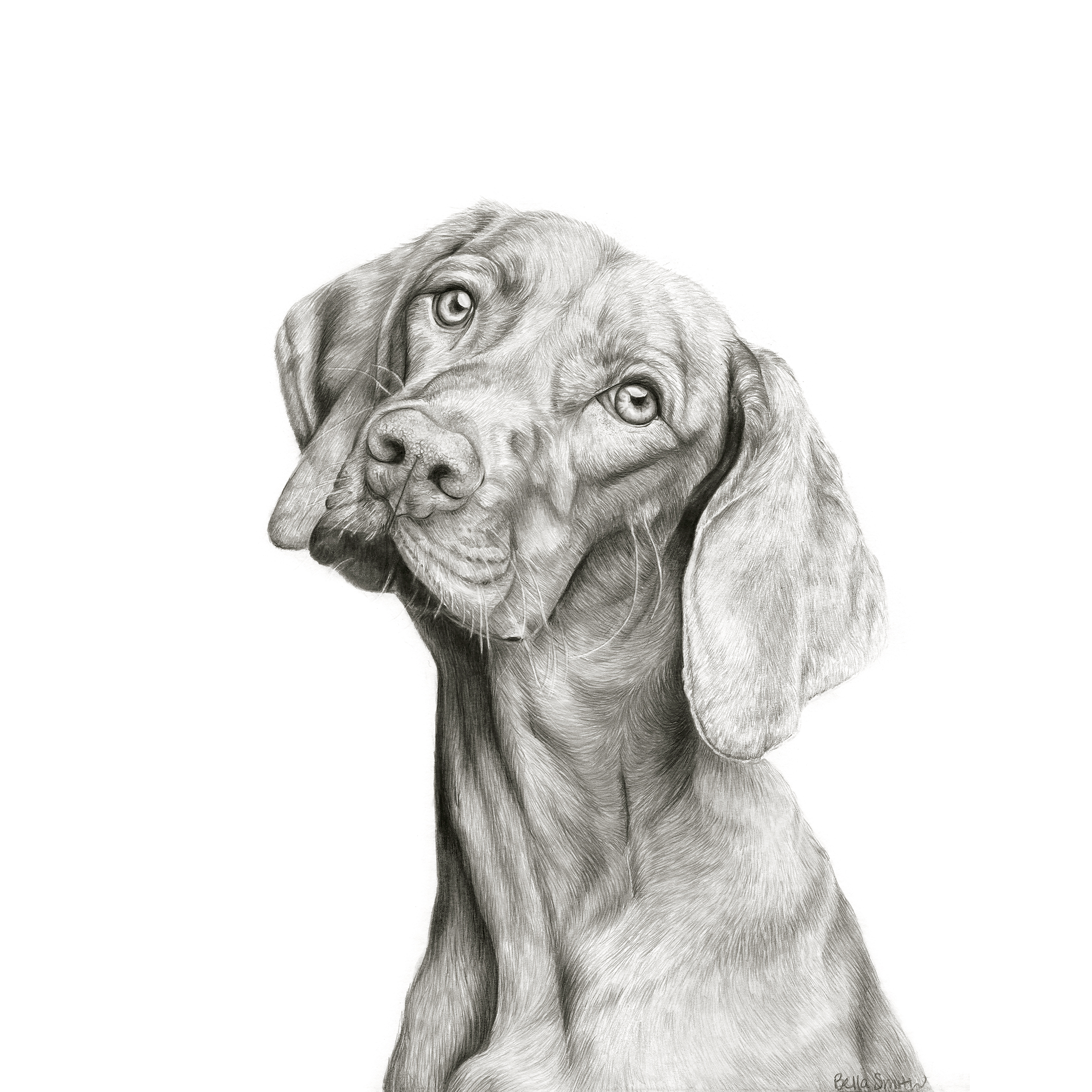 Curiosity - Vizsla Print