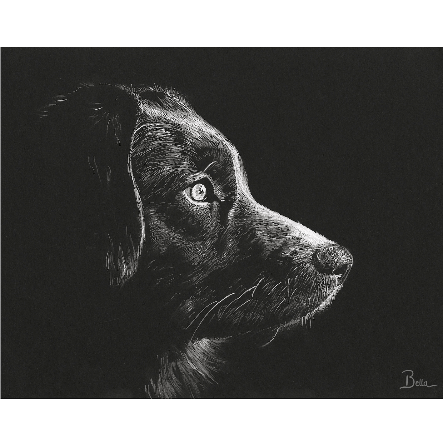 Black and white drawing of a dog's profile against a dark background, signed by Bella