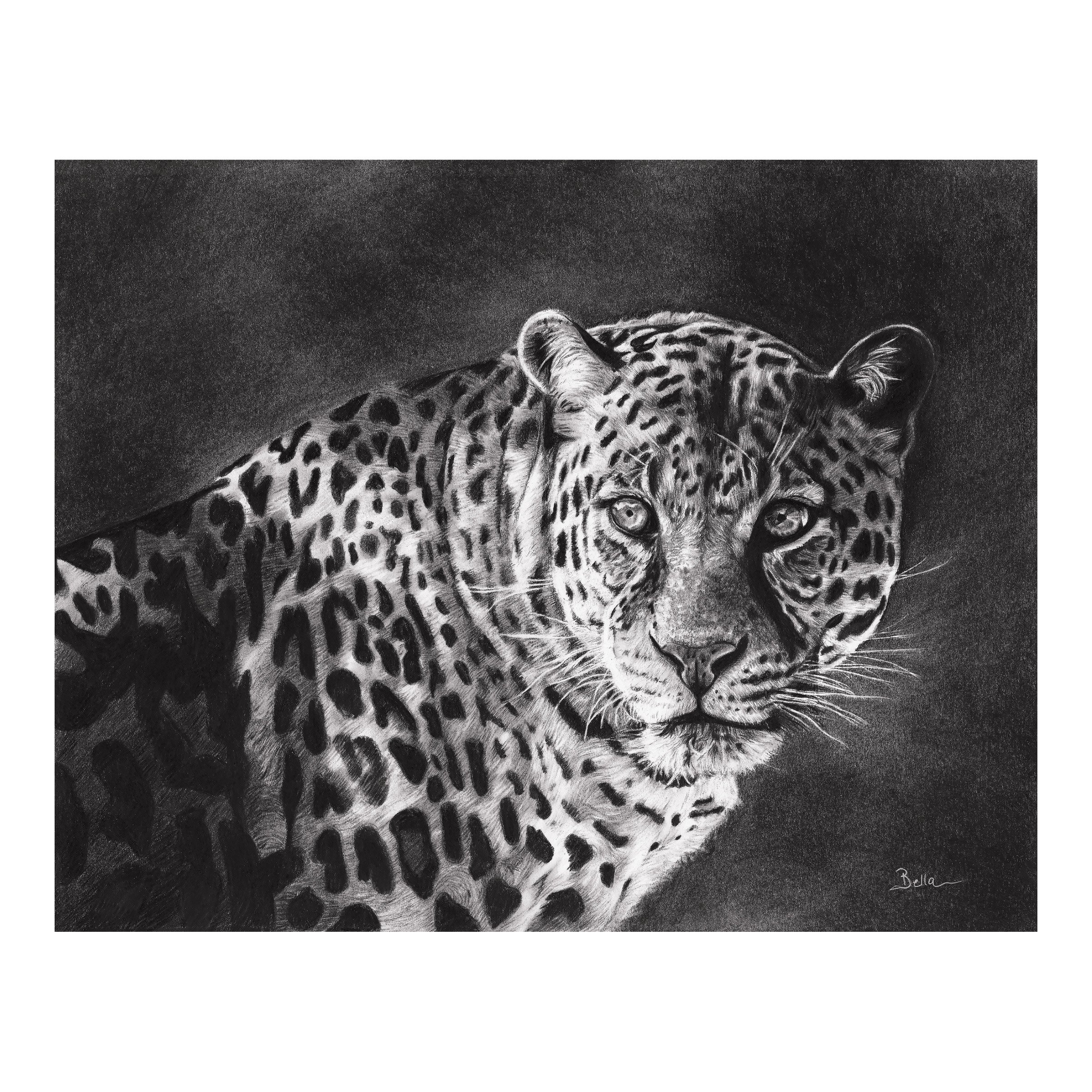Leopard_Shop.jpg