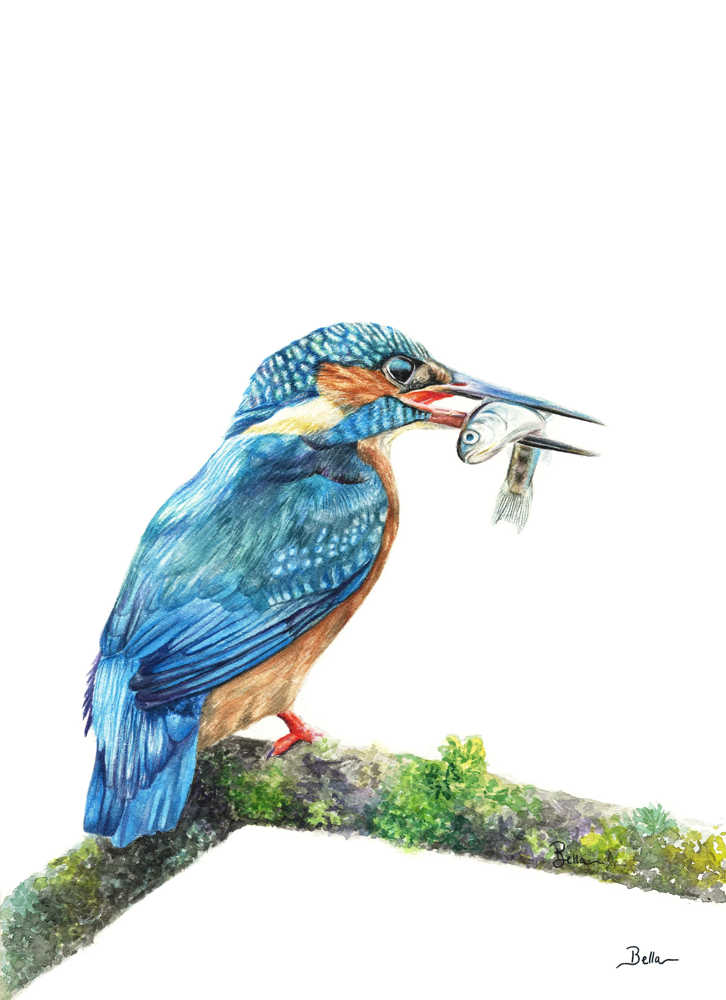 Smith_Bel- Kingfisher 10.25x14s.jpg