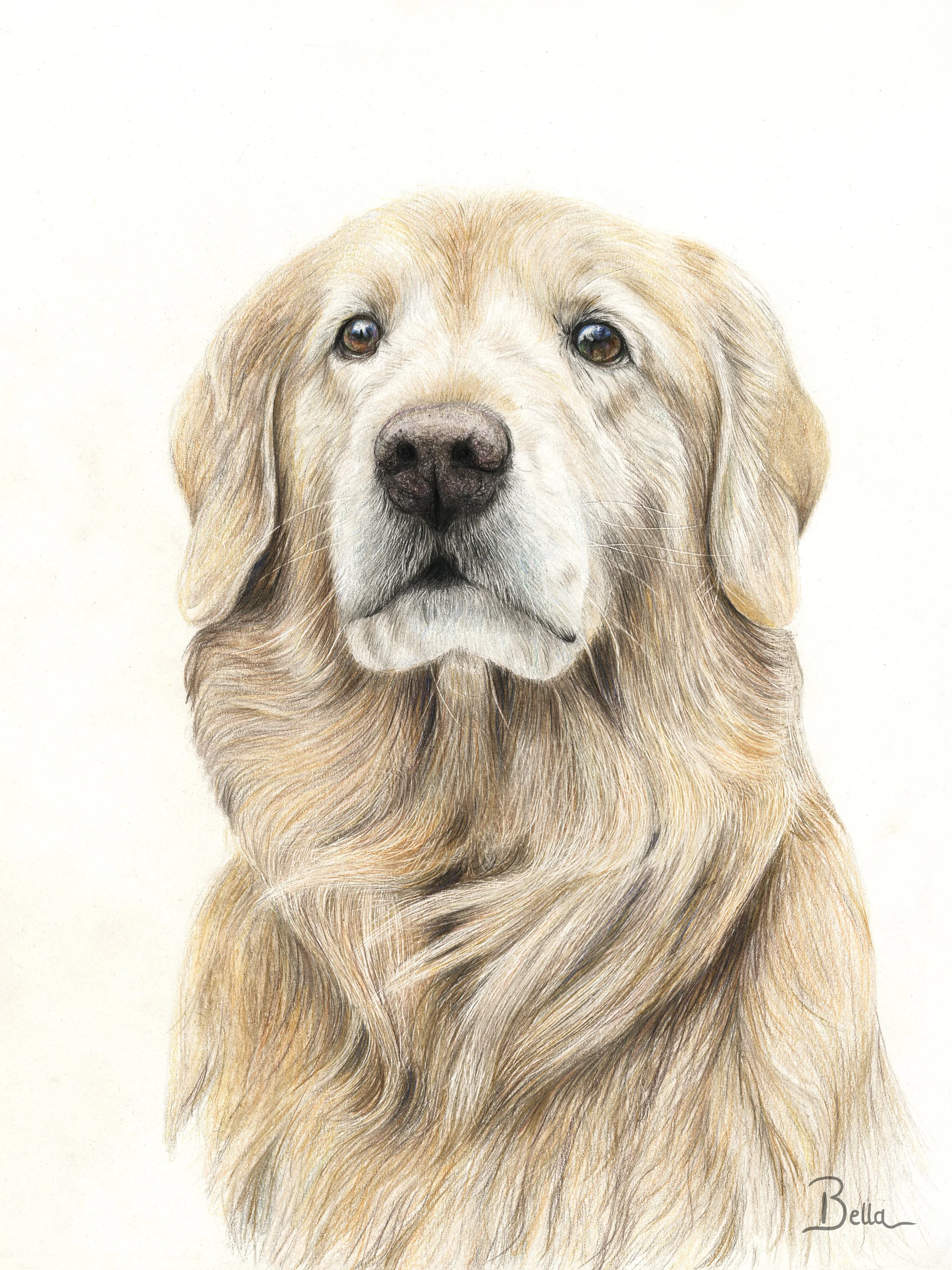 A detailed colored drawing of a golden retriever dog with a neutral expression, looking straight ahead, signed by Bella in the bottom right corner.