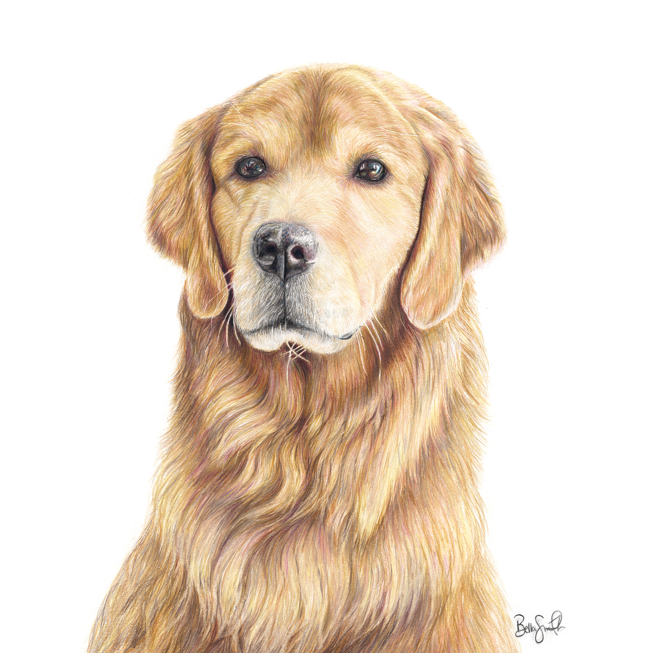 Golden Retriever Print