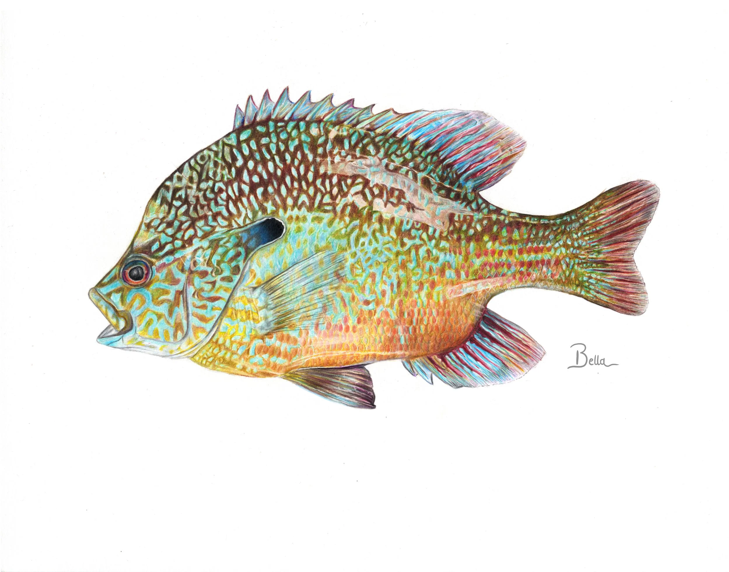Colorful drawing of a fish with detailed patterns and vibrant colors on a white background. Signed by Bella.