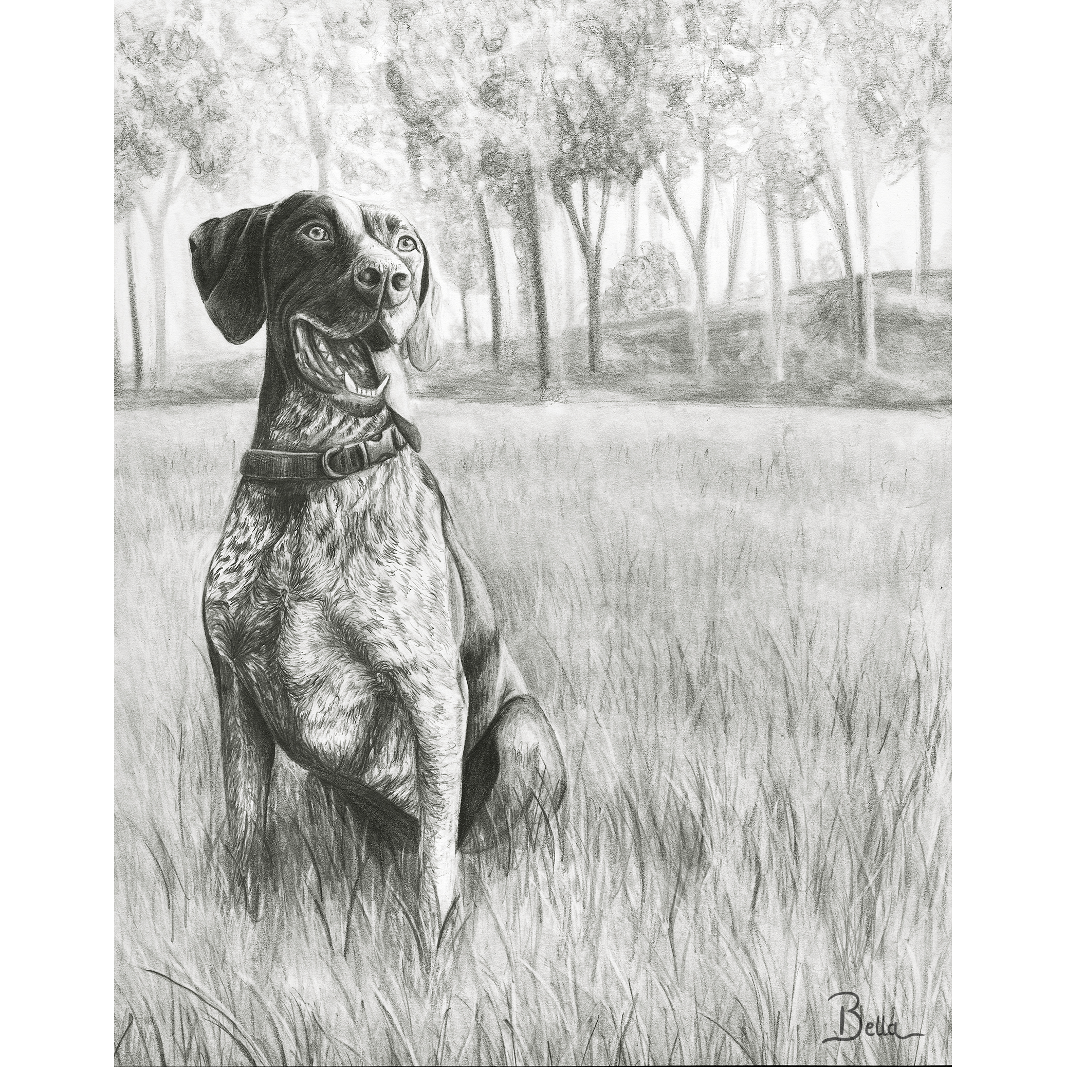 A realistic pencil drawing of a happy dog, likely a Labrador retriever, sitting in a grassy field with a forest of trees in the background. The dog has floppy ears, light-colored eyes, and a joyful expression with its mouth open. The bottom right cor