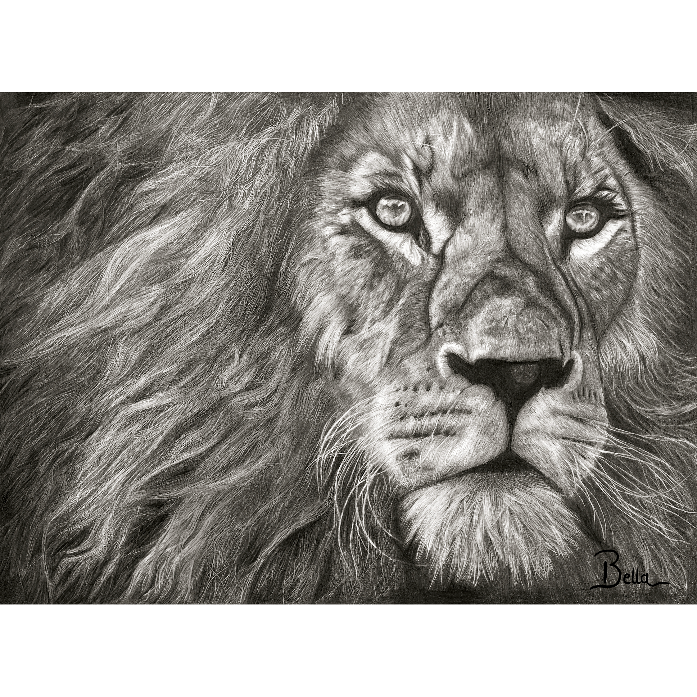 close-up drawing of a lion's face in black and white with detailed fur, eyes, nose, and expression, signed by Bella in the bottom right corner.
