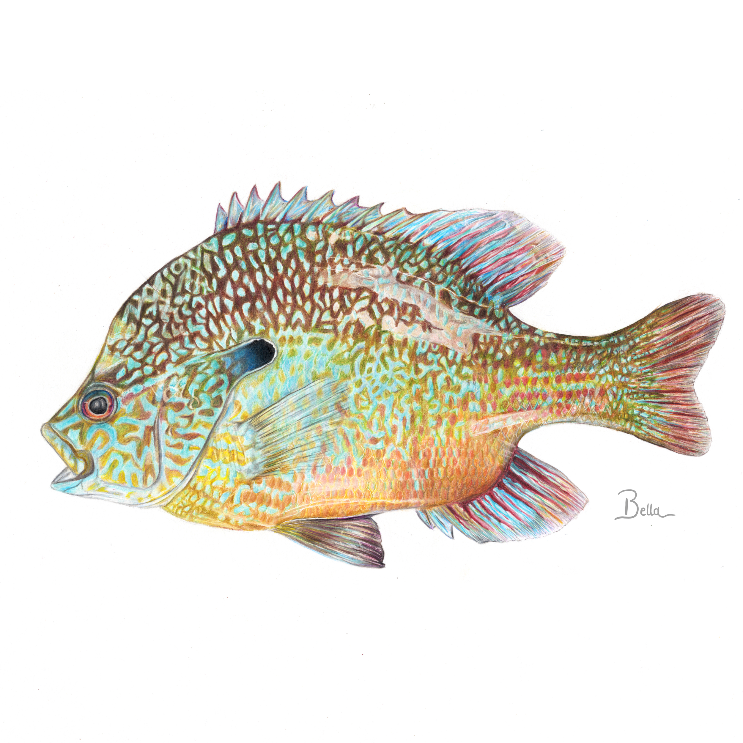 Colorful drawing of a fish with intricate patterns and a signature 'Bella' at the bottom right corner.