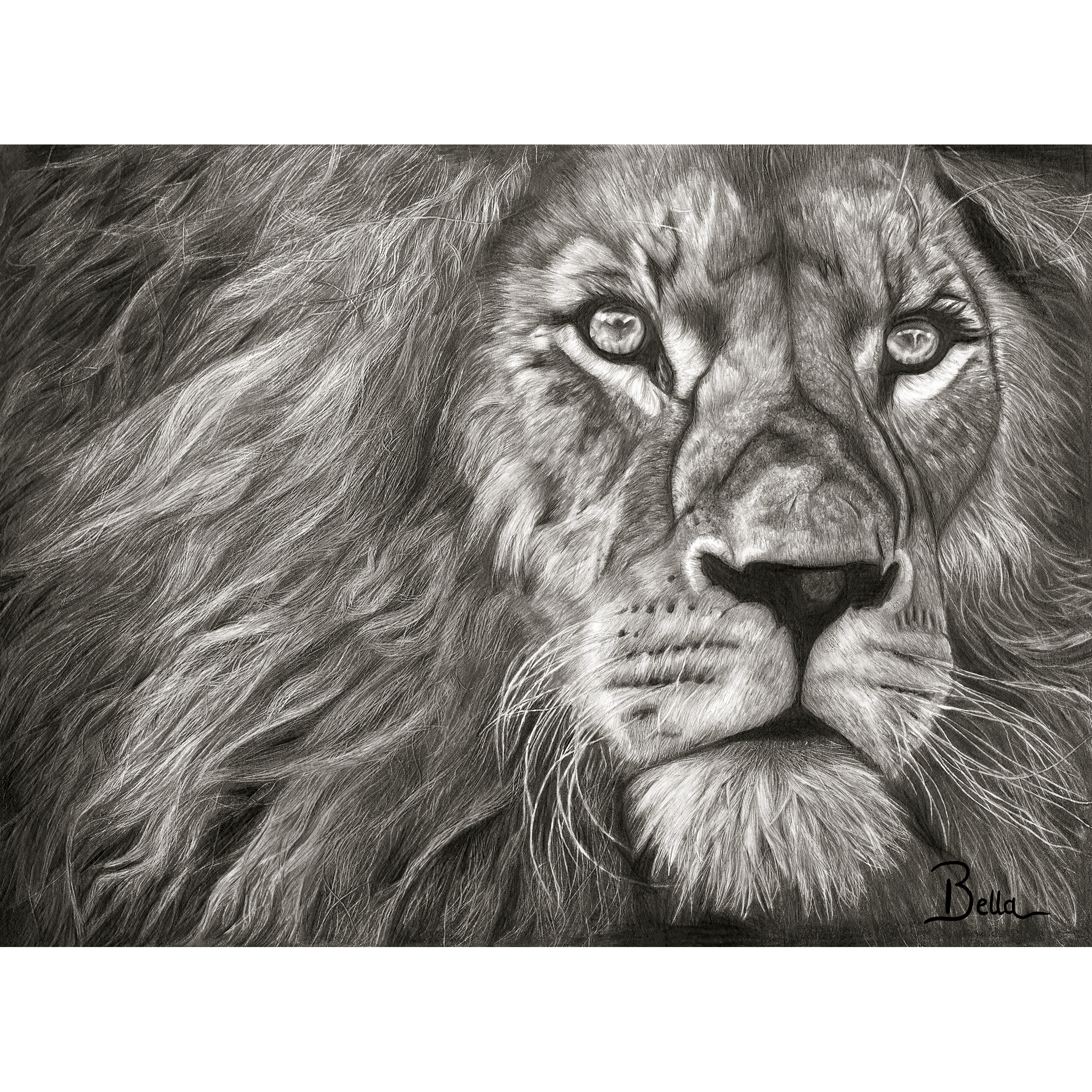 A black-and-white detailed drawing of a lion's face with piercing eyes, surrounded by a mane. The bottom right corner features a signature that reads 'Bella'.