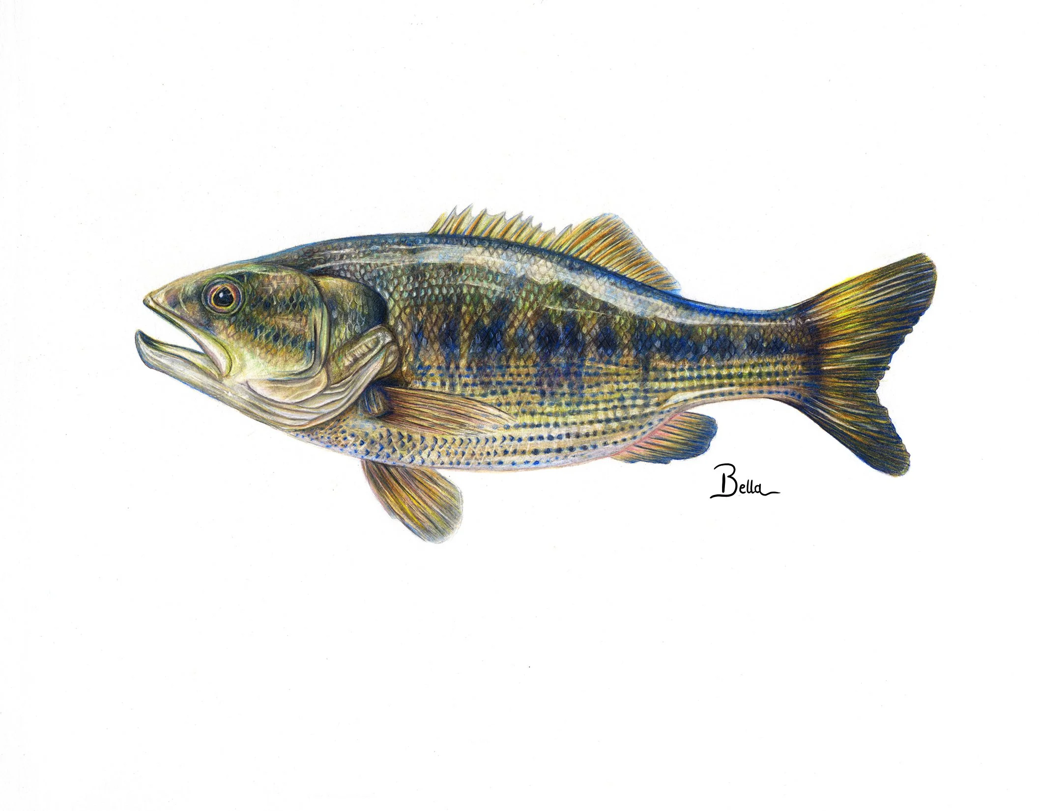 Detailed illustration of a fish with a colorful, patterned body and fins, signed with the name 'Bella'.