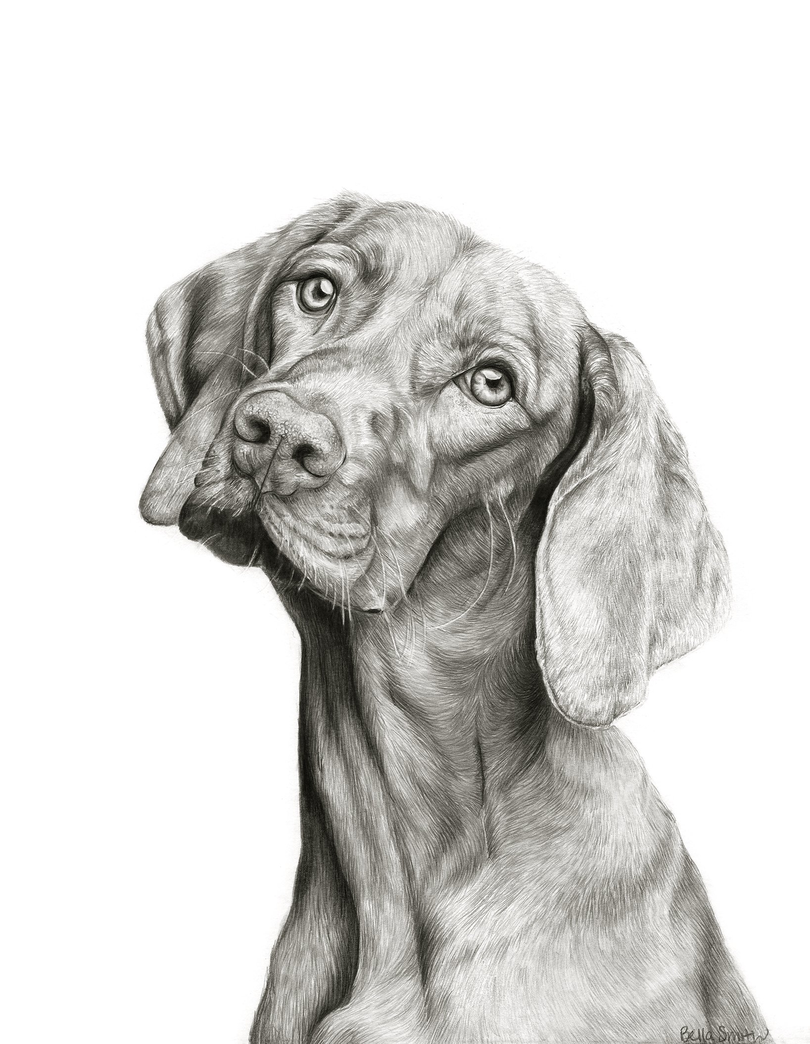 A detailed pencil sketch of a Labrador Retriever puppy with a curious expression, showing soft fur, expressive eyes, and floppy ears.