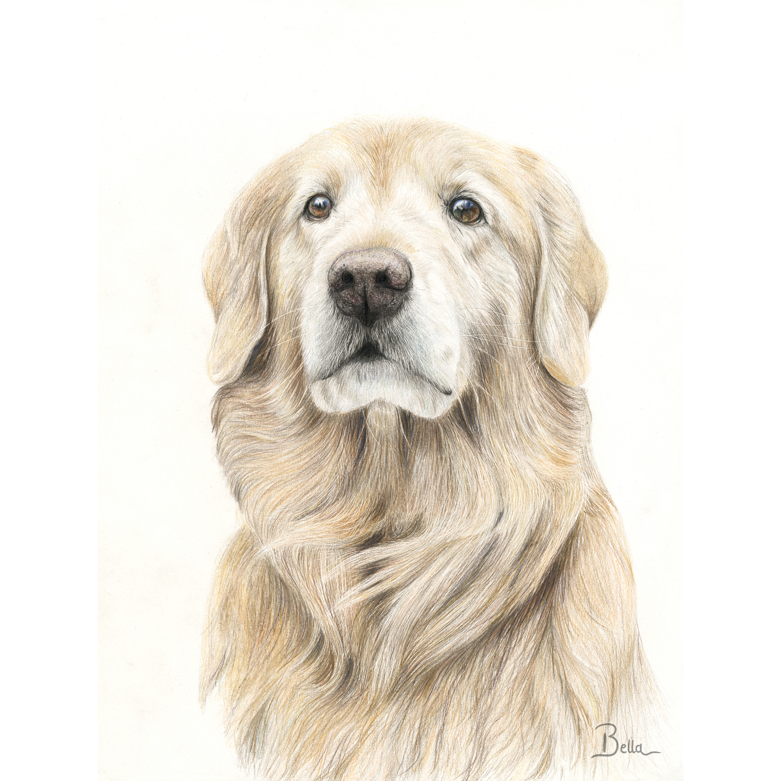 Wisdom - Golden Retriever Print