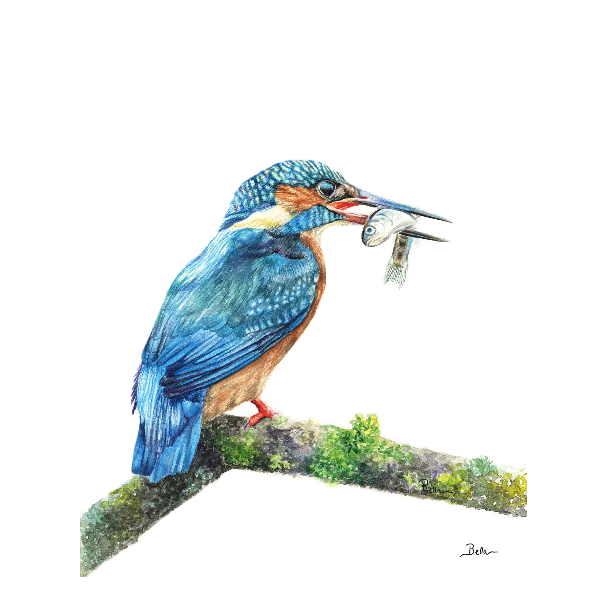Kingfisher_Shop.jpg