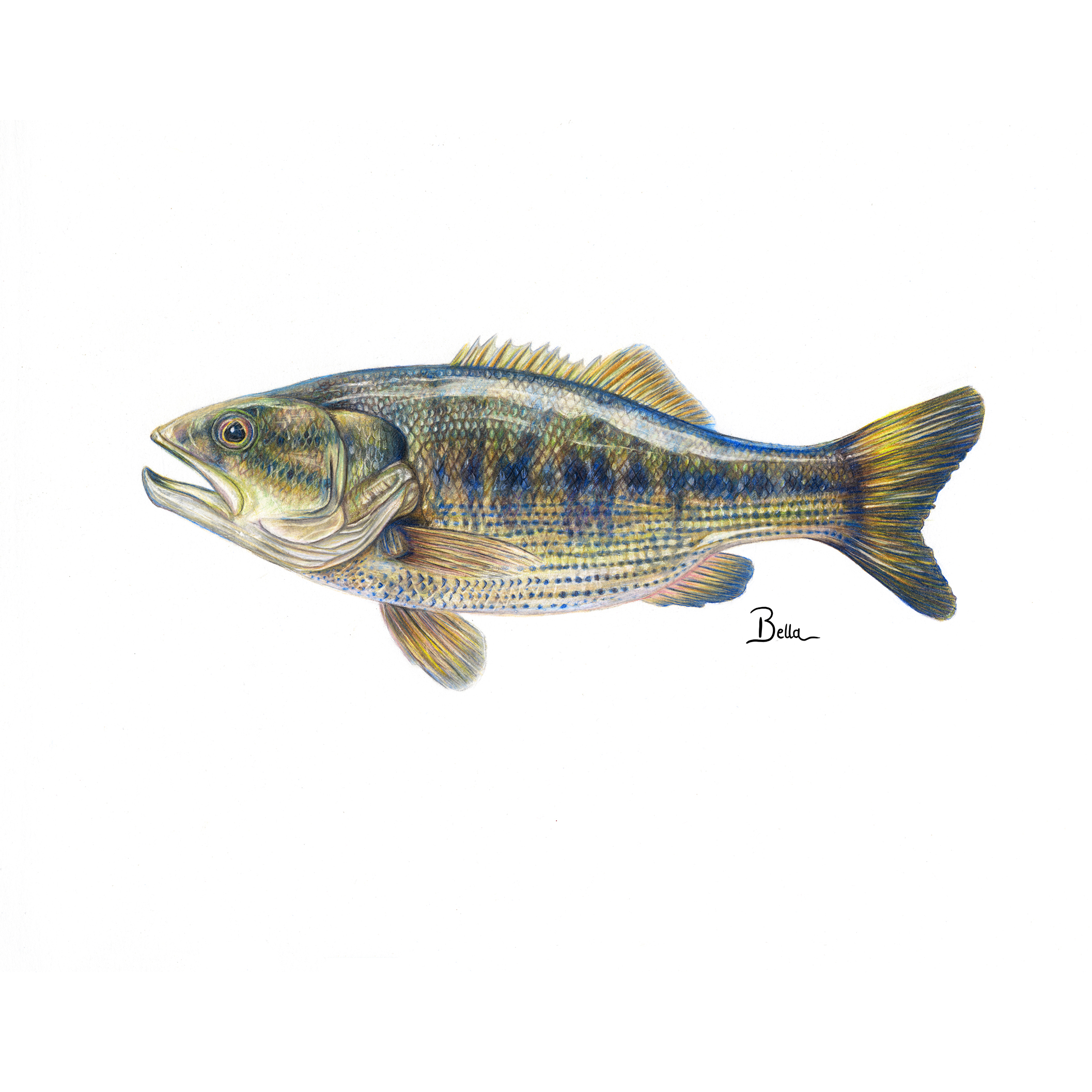 Guatalupe Bass Print